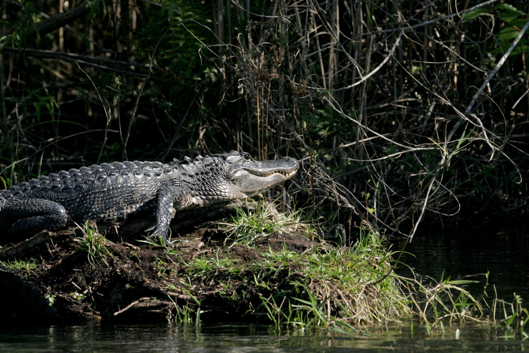 Wild alligator, Crocodile encounter, Animal photography, Free download, 2000x1340 HD Desktop