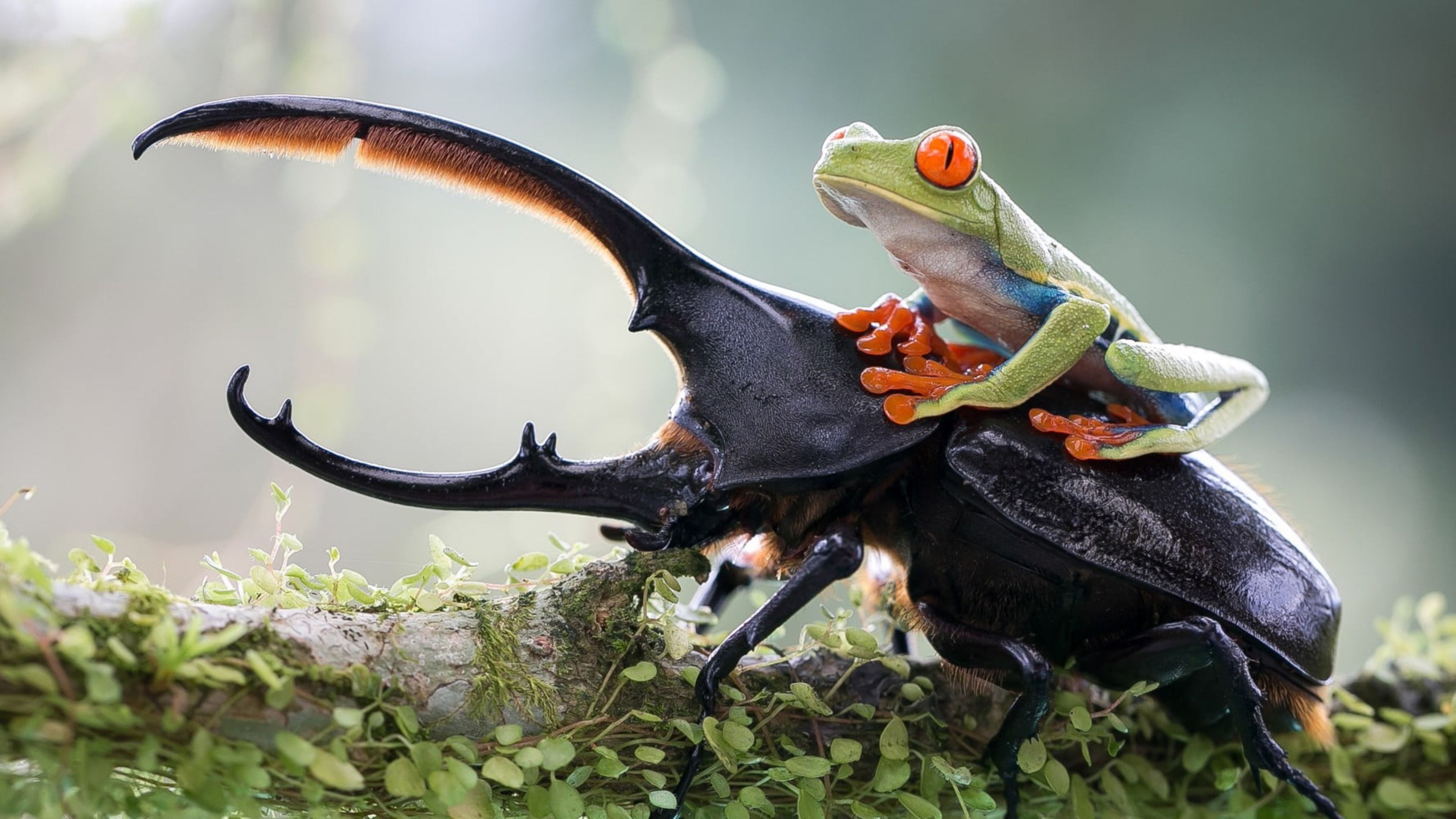 Green tree frog, Nature's artwork, Beautifully patterned, Charming amphibian, 3840x2160 4K Desktop
