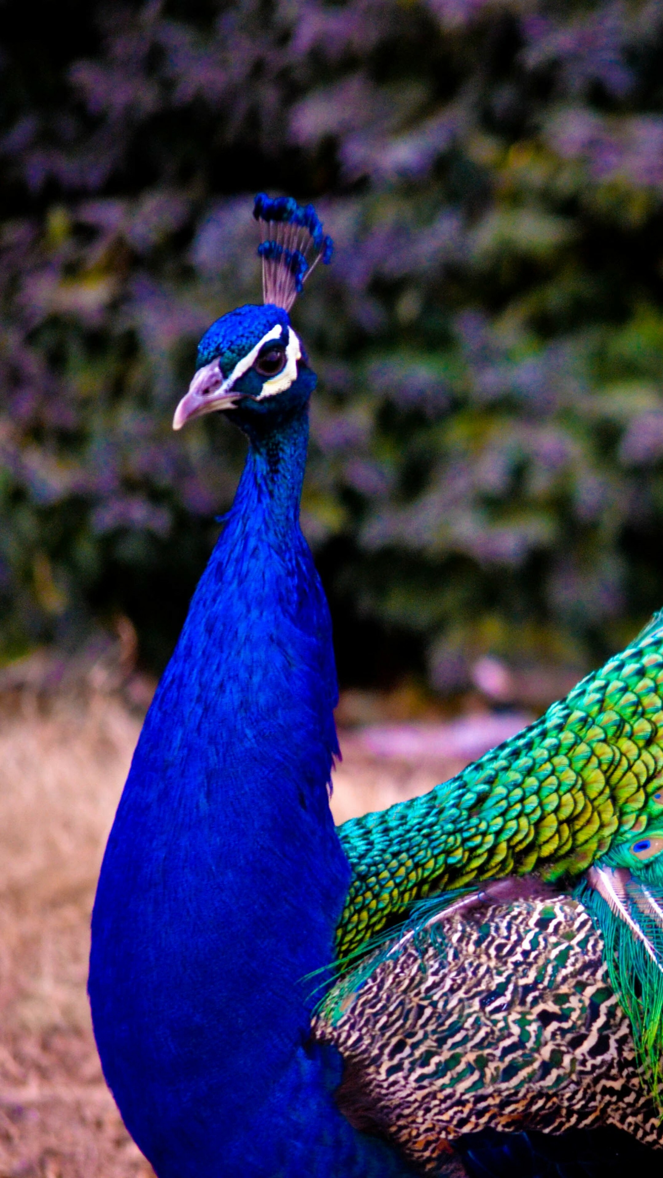 Peacock: Feathers, Animals, Bird species in the genera Pavo and Afropavo. 2160x3840 4K Wallpaper.