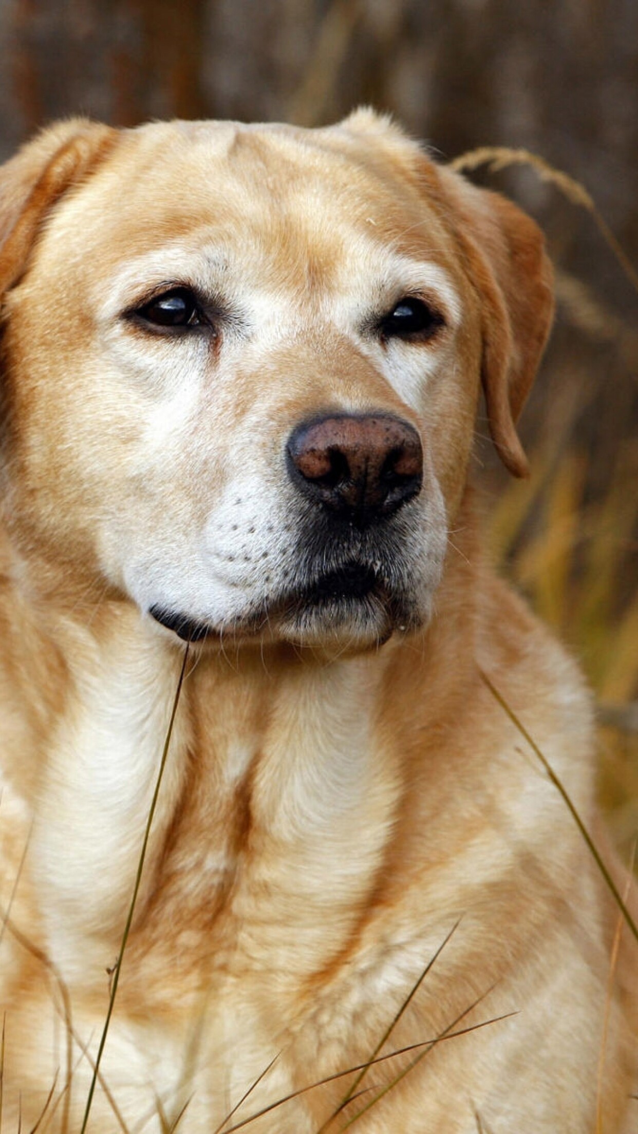 Labrador Retriever: The dog naturally has a slightly dry, oily coat, Animals. 1250x2210 HD Background.