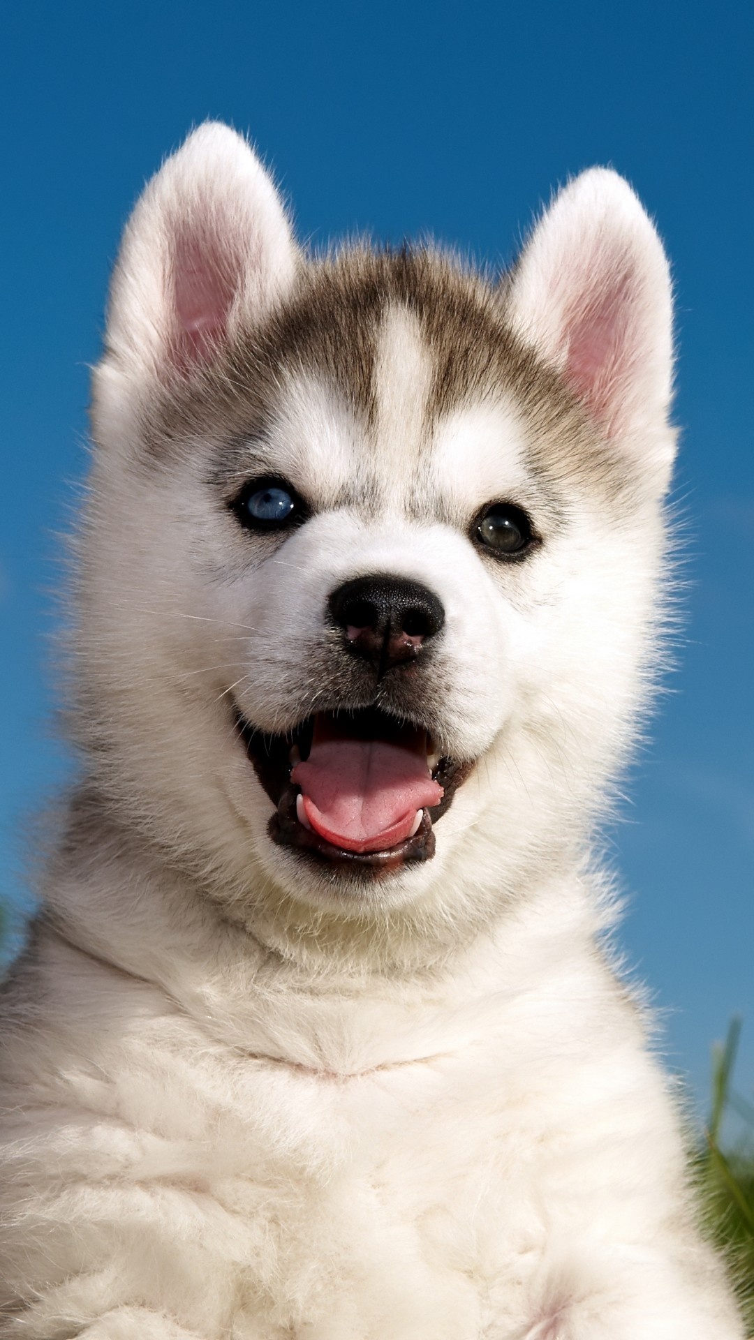 Husky puppy wallpaper, Cute and funny, 4K animals, Wallpaper 2, 1080x1920 Full HD Handy