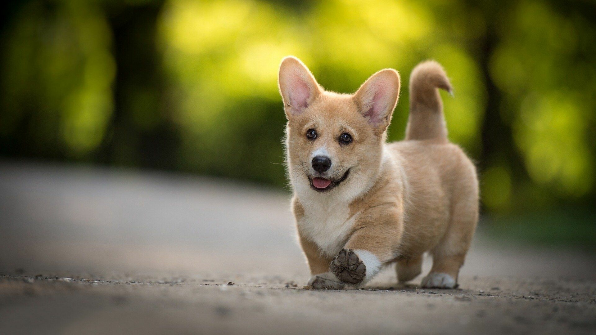 Corgi: The breed can be red, sable, fawn, and black and tan, with or without white markings. 1920x1080 Full HD Wallpaper.