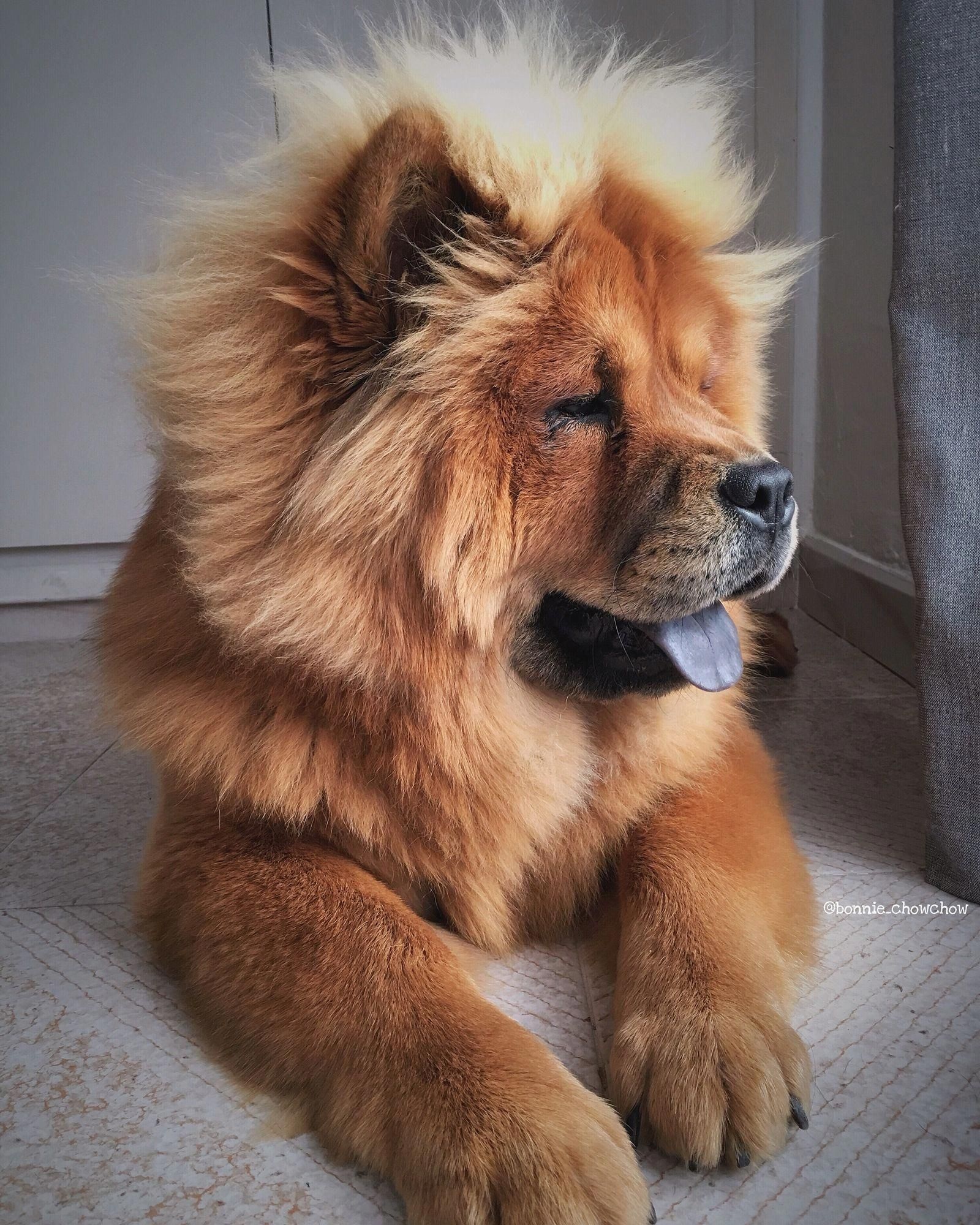 Chow Chow, Dogs, Chow Chow Puppy, 1600x2000 HD Phone