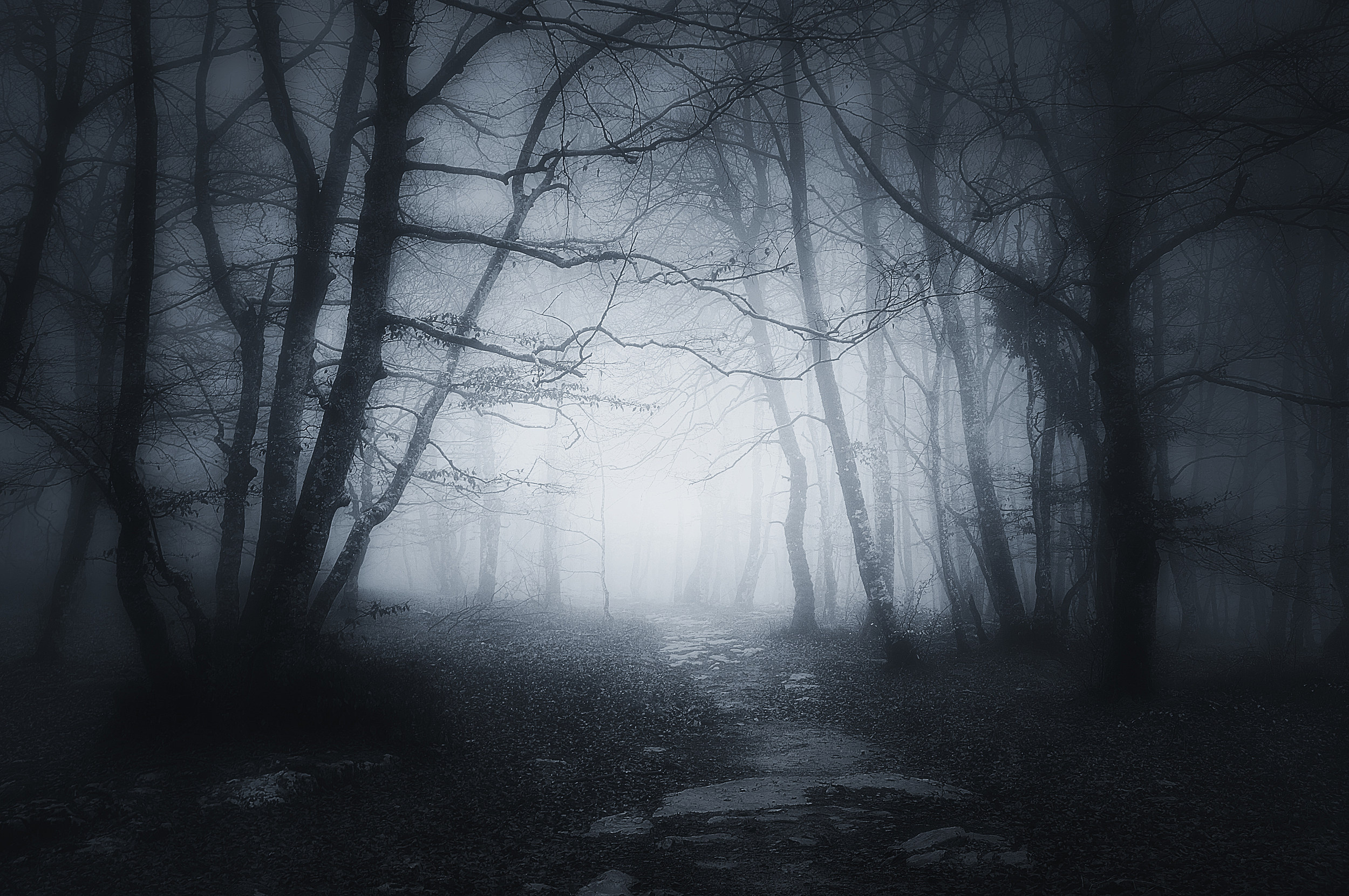 Haunted Forest, Spooky attraction, Thrilling adventure, Ghostly tales, 2500x1670 HD Desktop