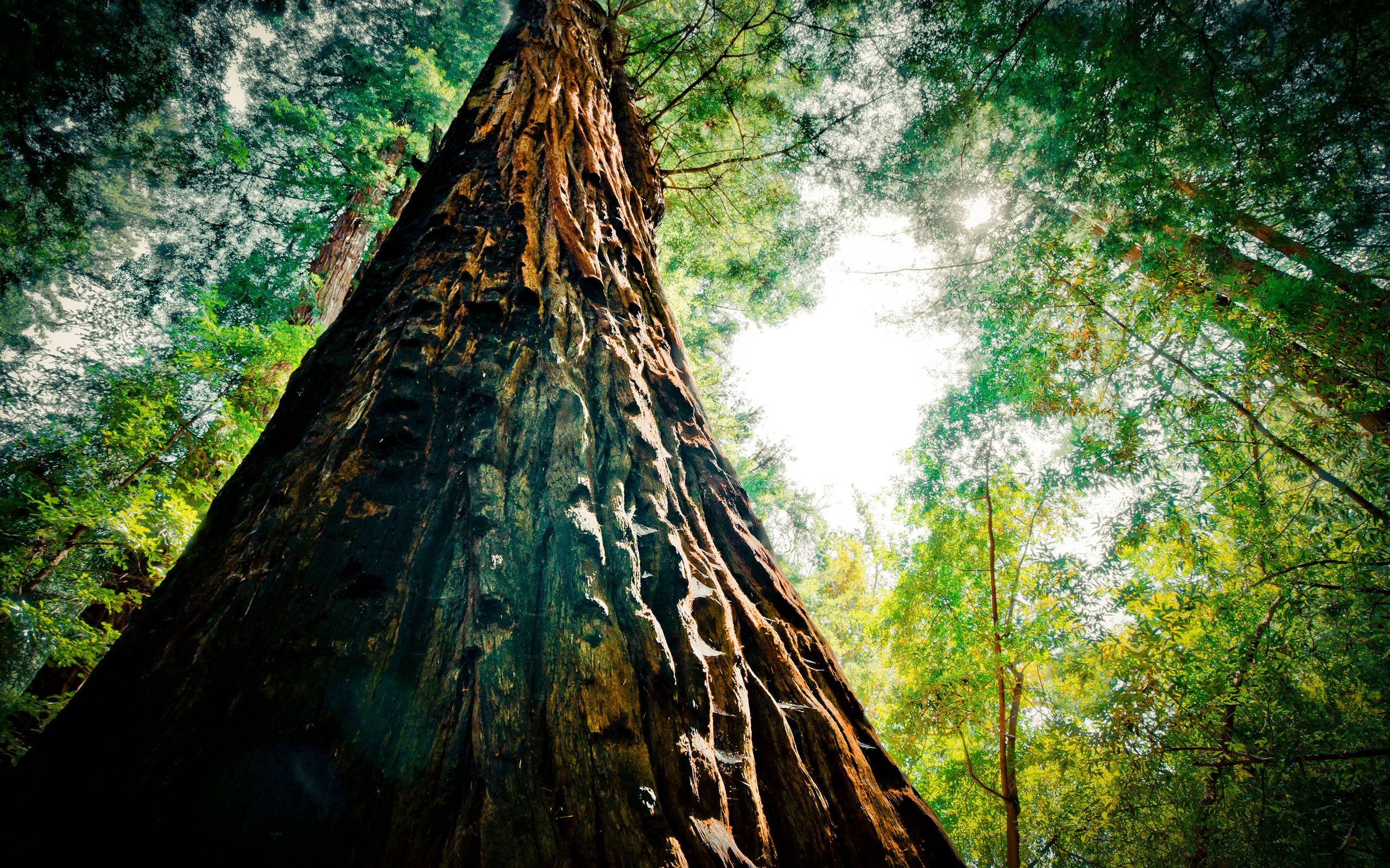 Redwood trees, 4K wallpapers, HD backgrounds, Botanical marvels, 2560x1600 HD Desktop