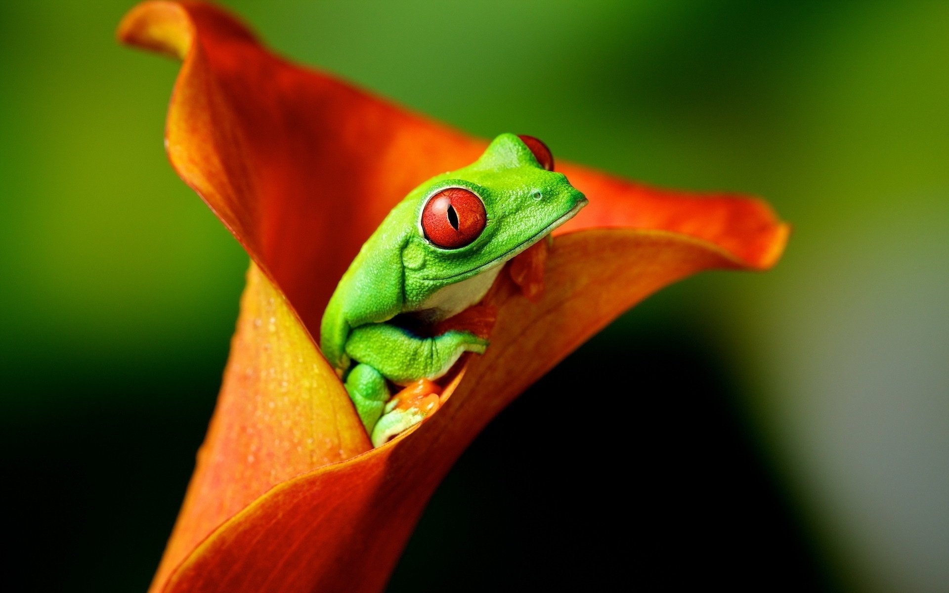Unique frog habitat, Red-eyed frog inside lily, Incredible nature, AZ Animals, 1920x1200 HD Desktop