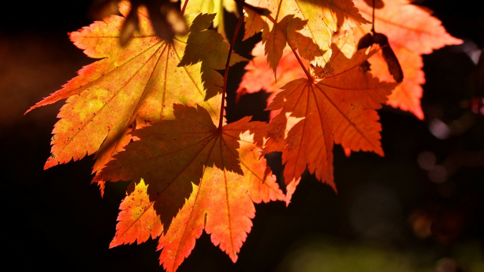 Leaves: Light shining through blurred autumn foliage, Seasonal changes in plants. 1920x1080 Full HD Wallpaper.