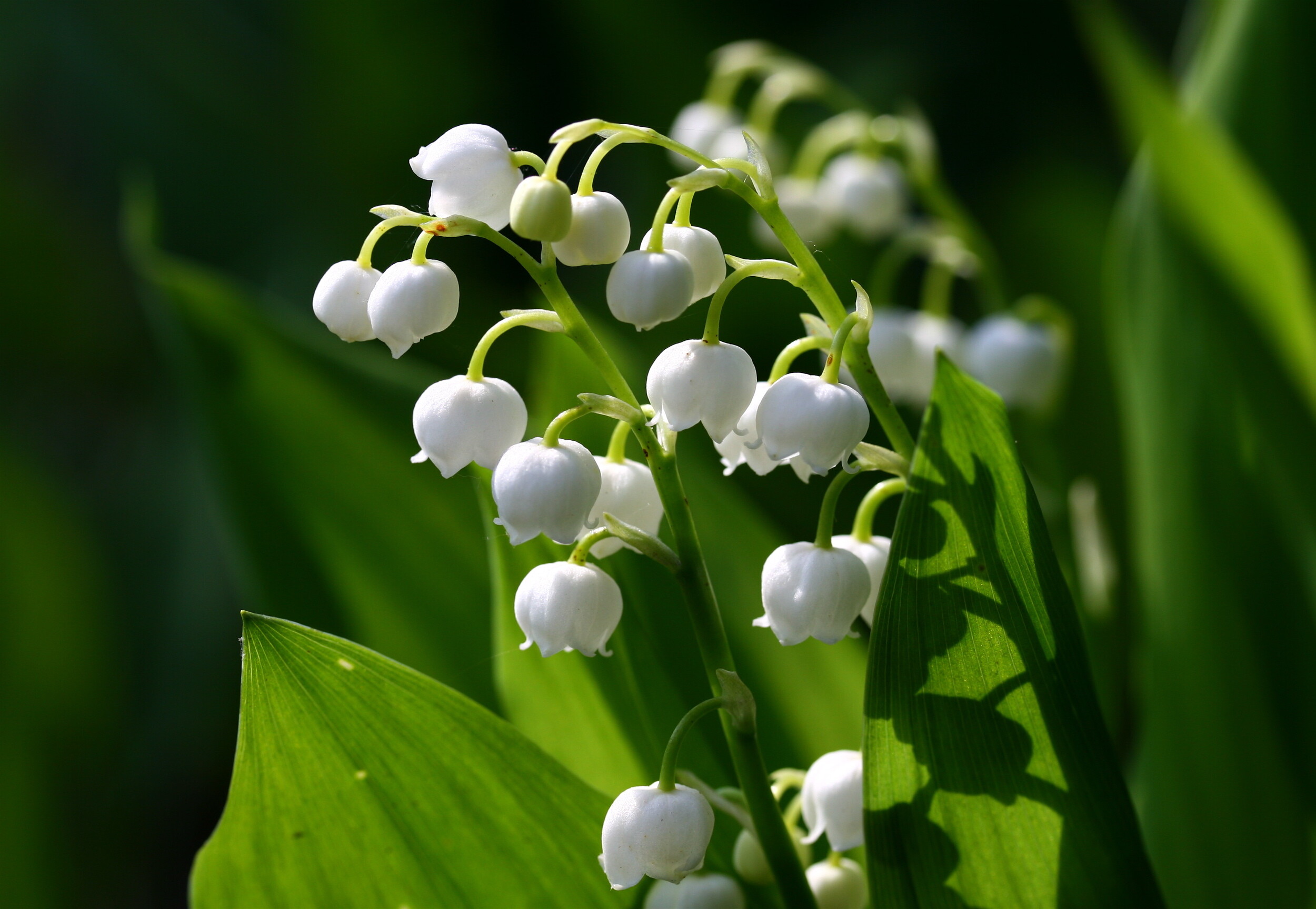 Lily of the Valley: Convallaria majalis is widely grown in gardens for its scented flowers and ground-covering abilities in shady locations. 2500x1730 HD Wallpaper.