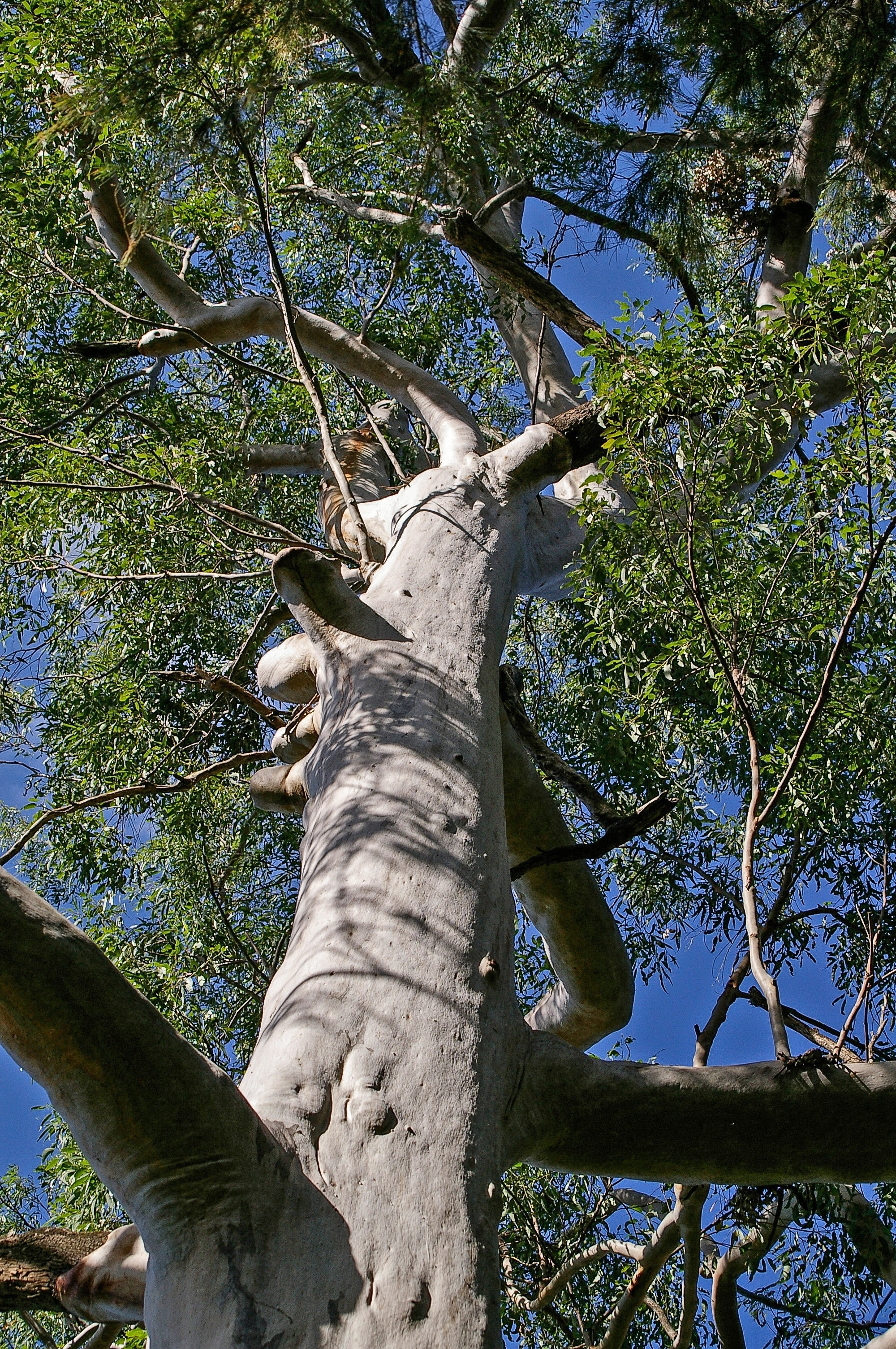 Eucalyptus tree trunk, Natural texture, Free image, Peakpx, 2000x3010 HD Handy