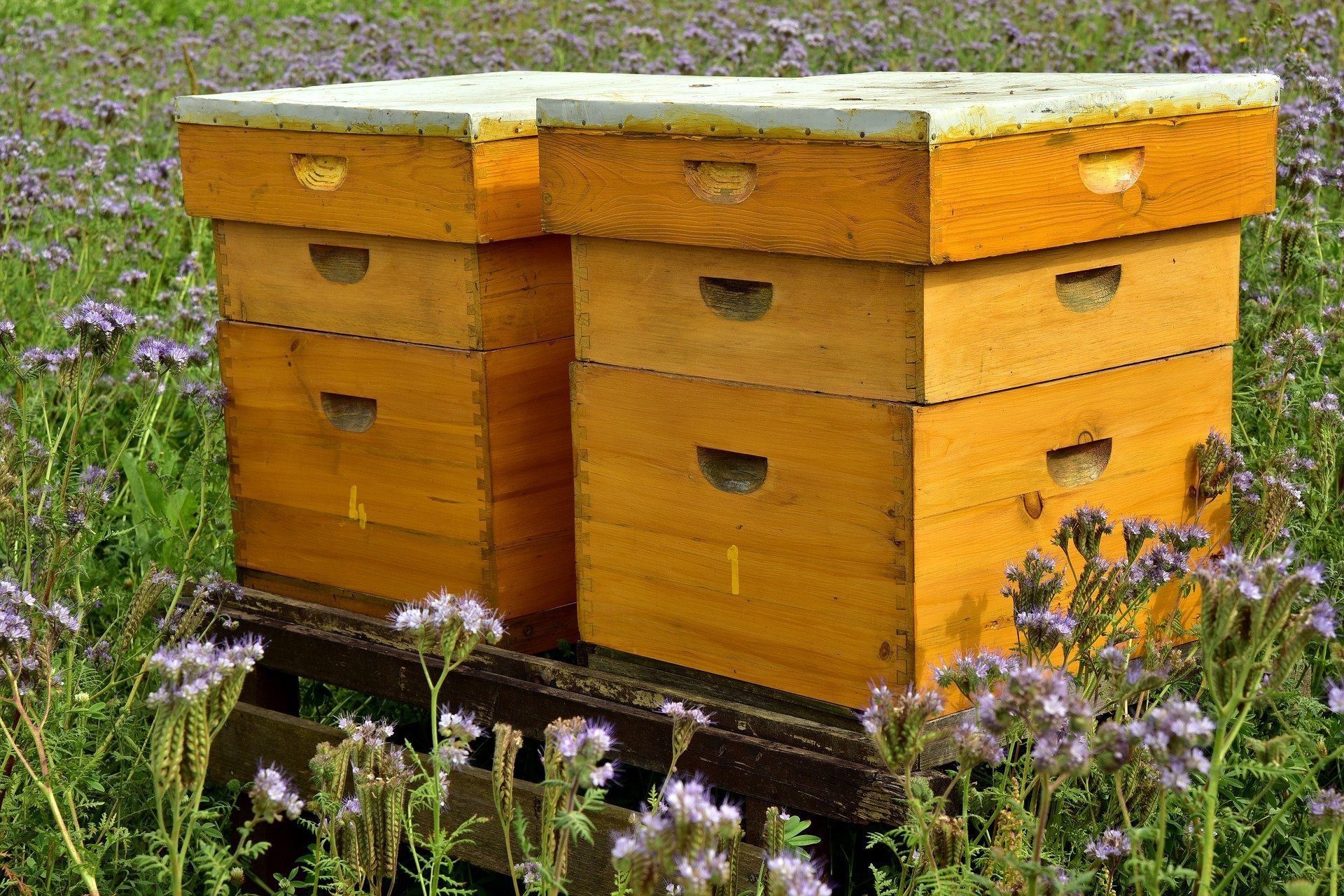 Beehive, beehive box, metal stand, honey production, 1920x1290 HD Desktop