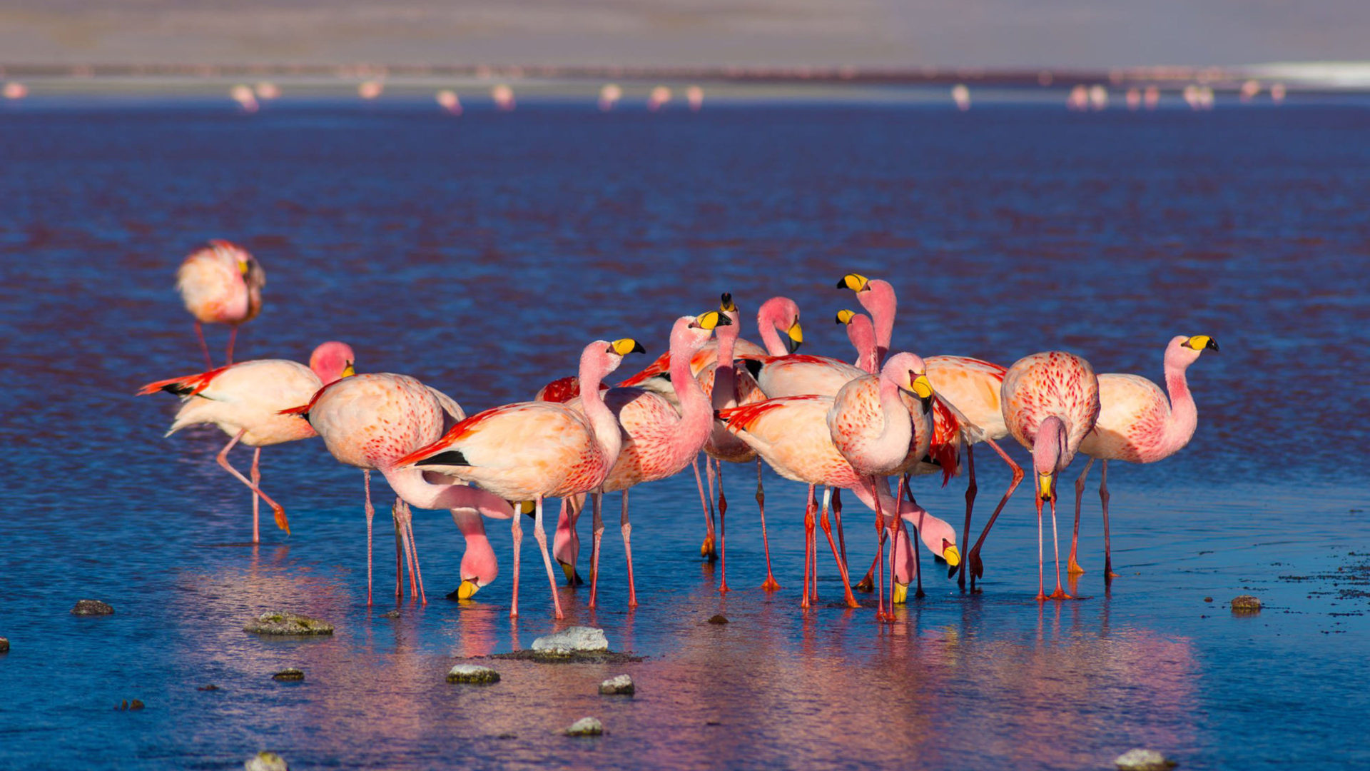 Laguna Colorada on the Bolivian Andes, Pink flamingos photo landscape, 1920x1080 Full HD Desktop