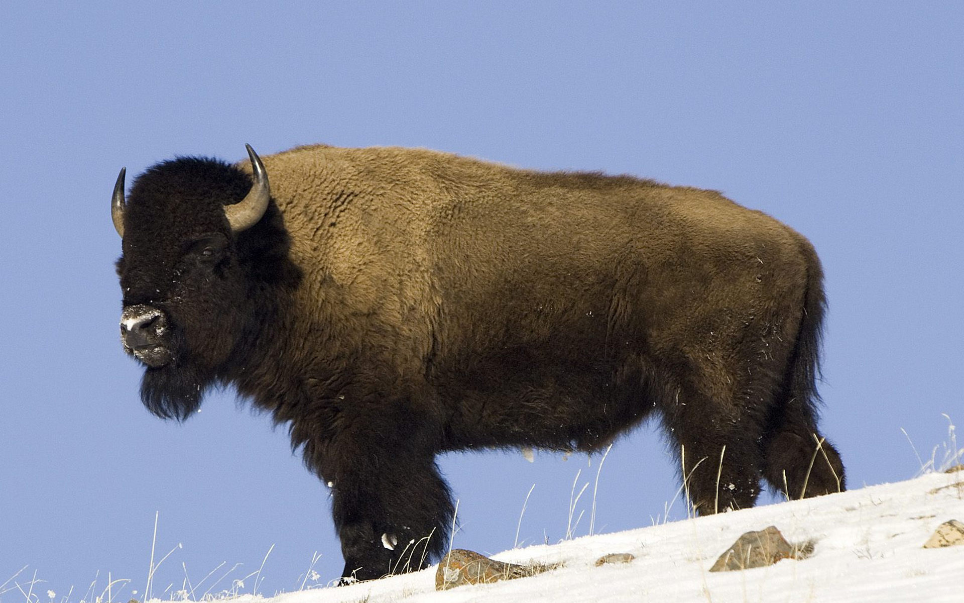 American bison in 4K ultra HD, Exceptional bison wallpaper, Breathtaking buffalo image, Detailed buffalo representation, 1920x1200 HD Desktop