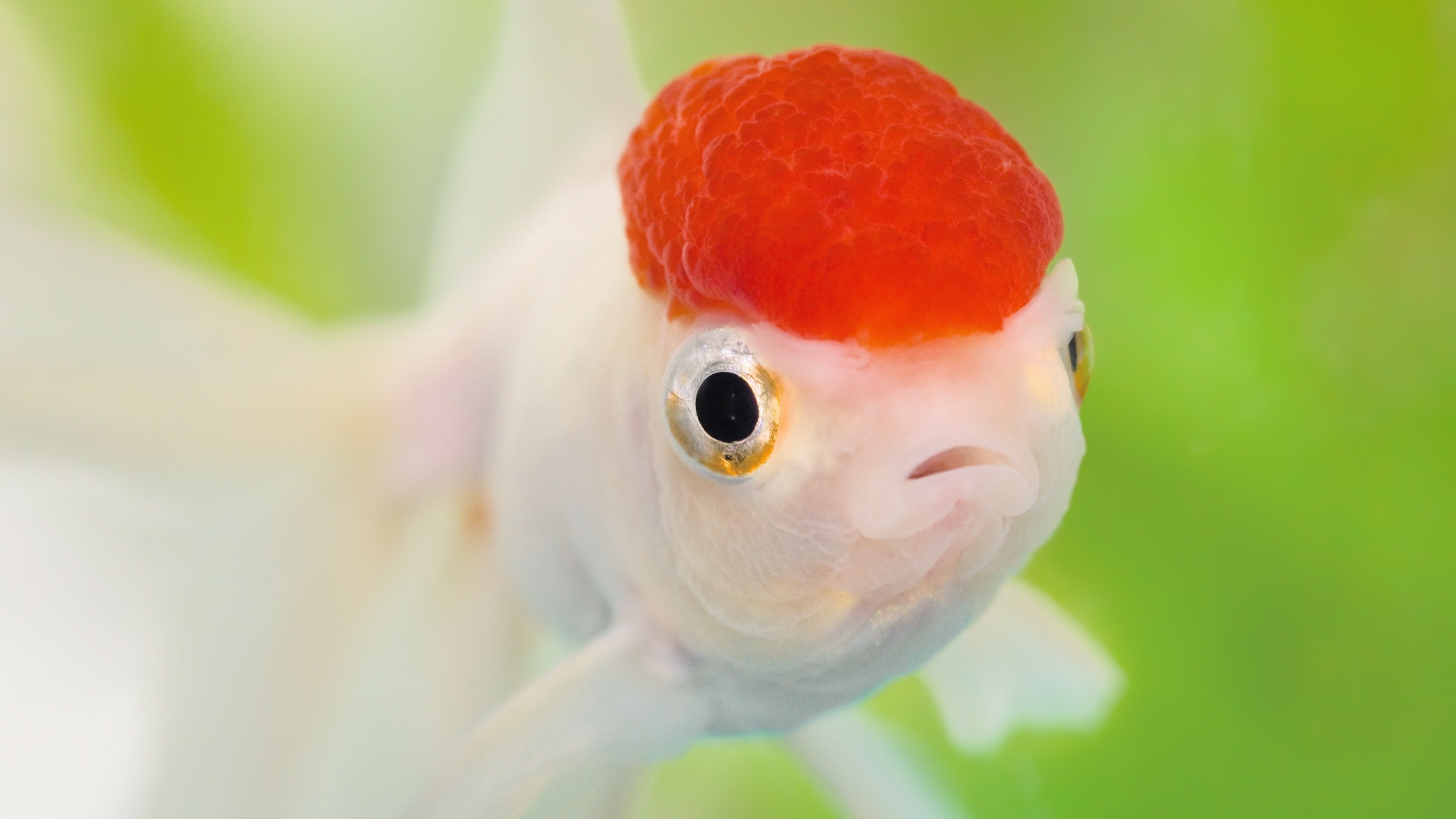 Fish: An oranda, A breed of goldfish characterized by a prominent bubble-like "hood", Aquarium. 3840x2160 4K Wallpaper.