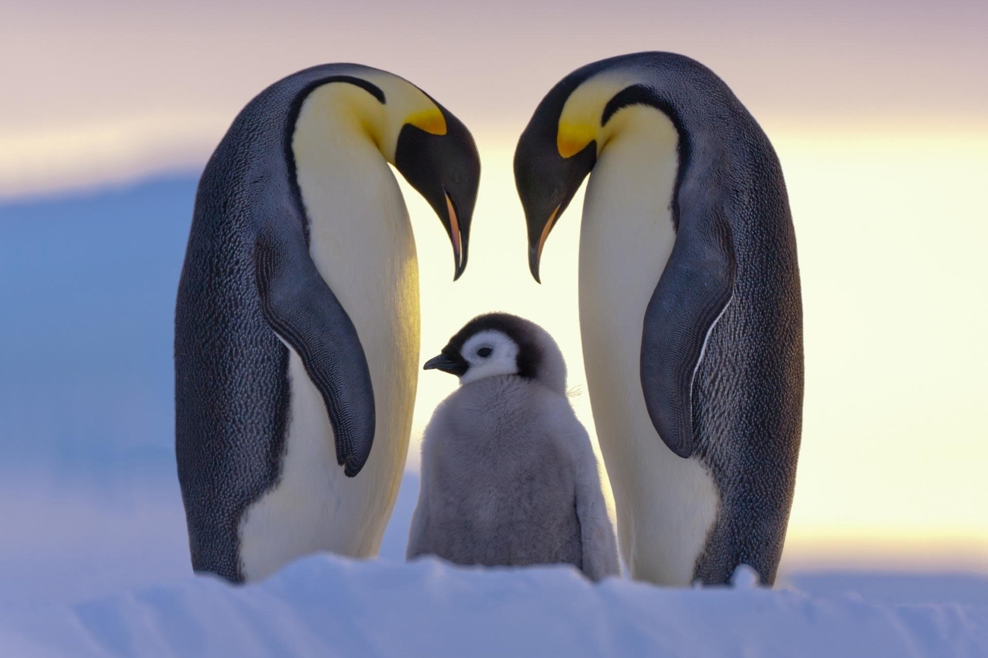 Baby penguin wallpapers, Sweet and adorable, HD and 4K images, Desktop and mobile charm, 1920x1280 HD Desktop