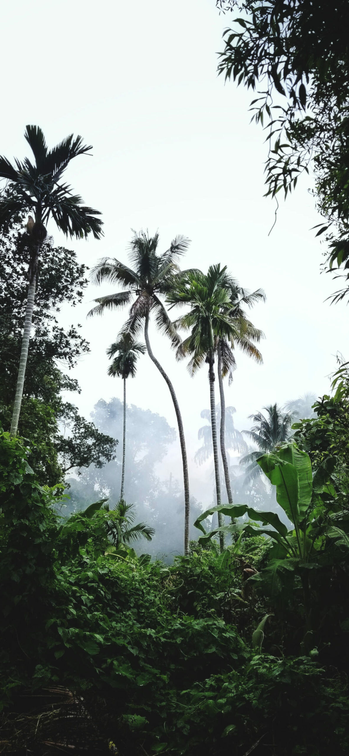 Jungle: The home to more than 30 million species of animals and plants. 1190x2560 HD Background.