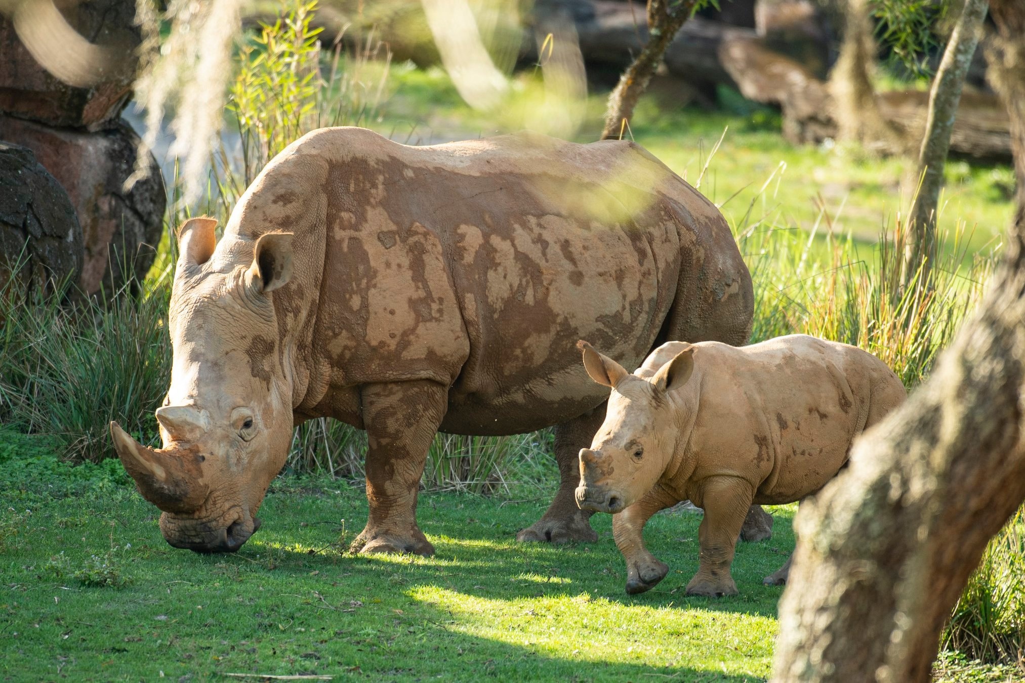 Baby rhino debut, Savanna grand entrance, Adorable safari moment, Animal kingdom celebration, 2030x1350 HD Desktop