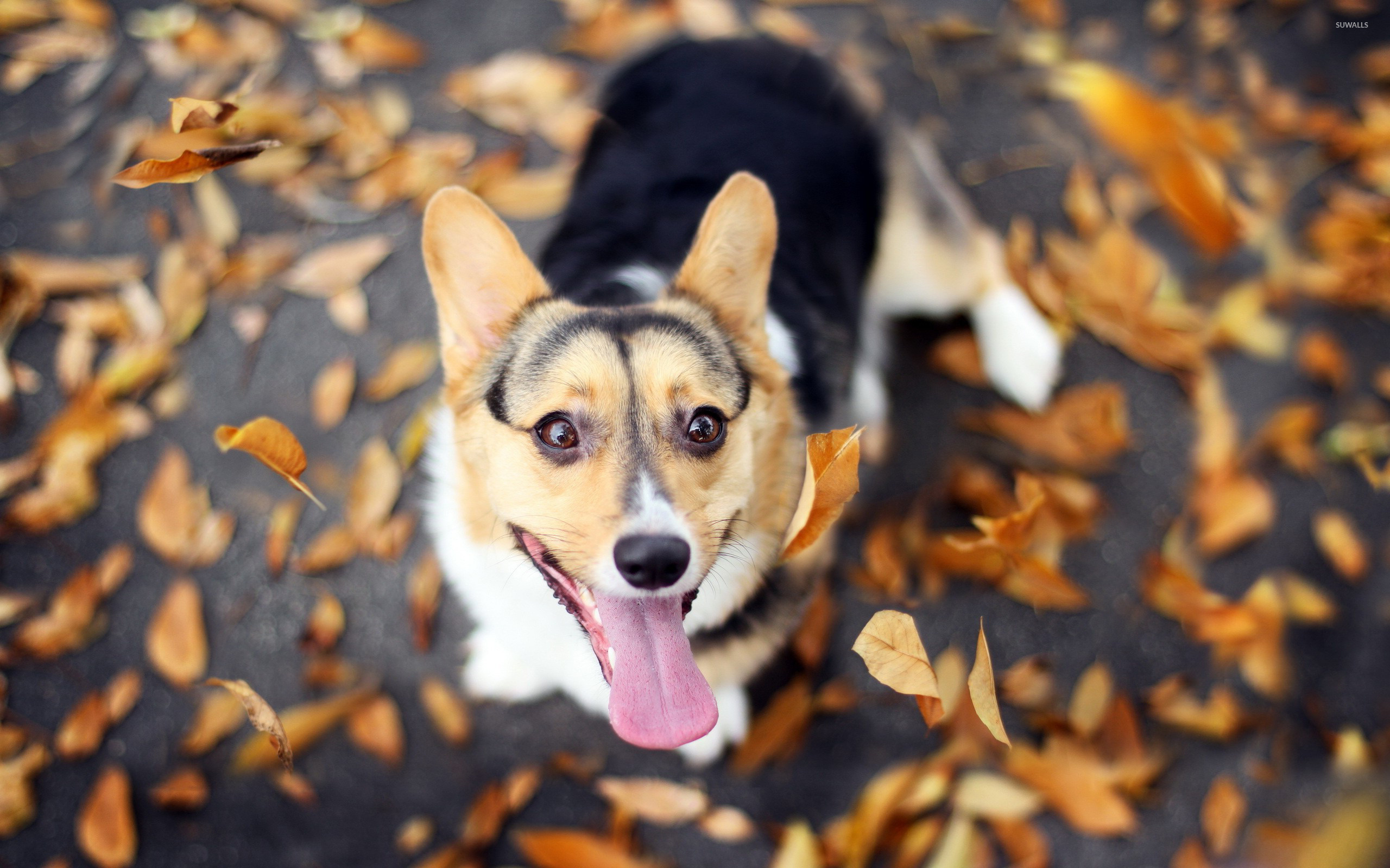 Happy dog wallpaper, Joyful canine, Smiling pup, Positive vibes, 2560x1600 HD Desktop