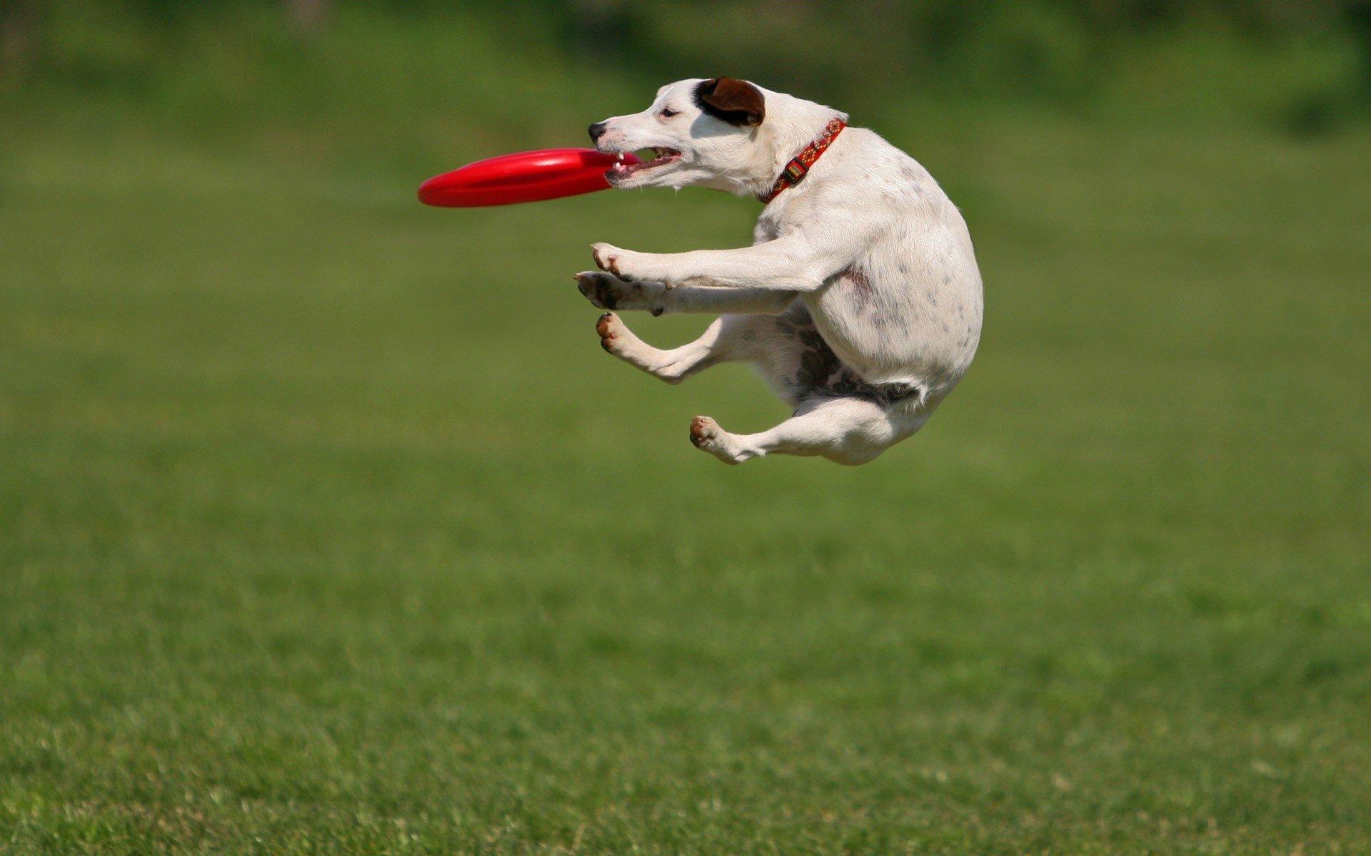 Flying Disc Sports: The Largest Disc Dog Competition Series, U.S. Local Championships. 1920x1200 HD Wallpaper.