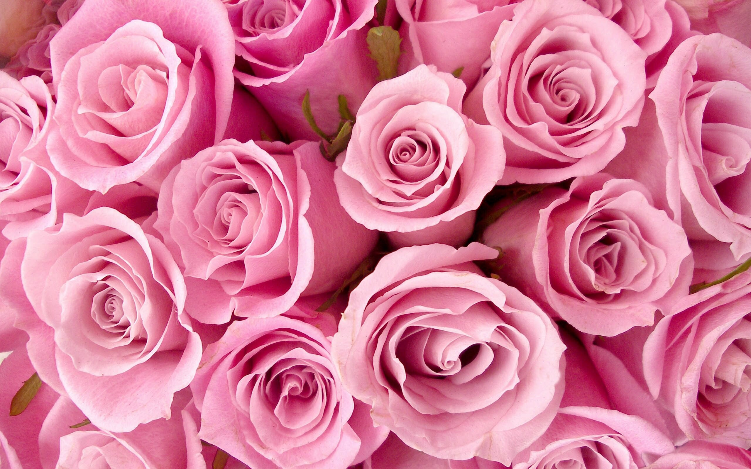 Rose: Different species hybridize easily, and this has been used in the development of a wide range of garden roses. 2560x1600 HD Wallpaper.