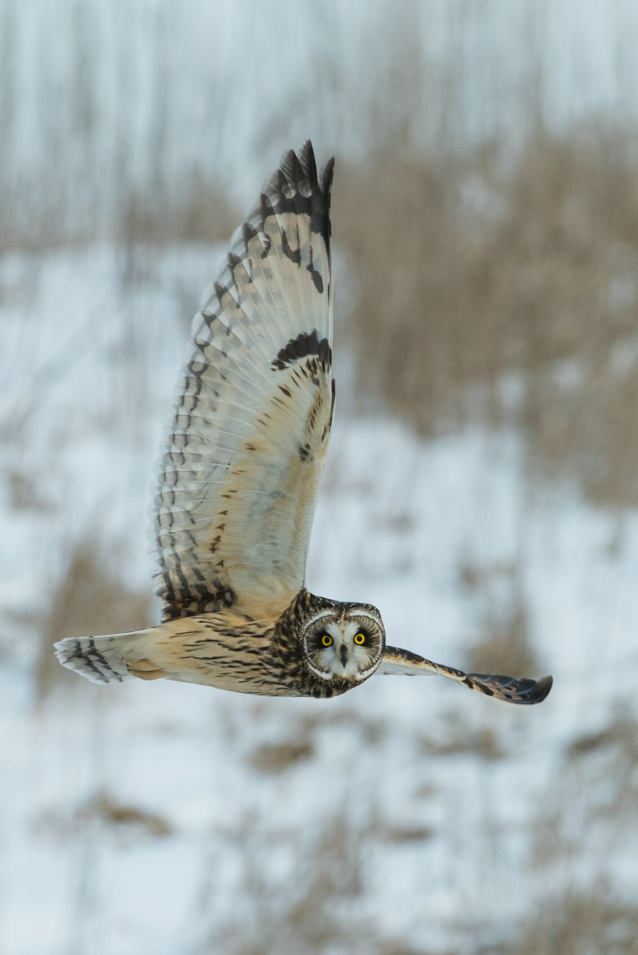 Owl: Their far vision, particularly in low light, is exceptionally good, Bird of prey. 2060x3080 HD Wallpaper.