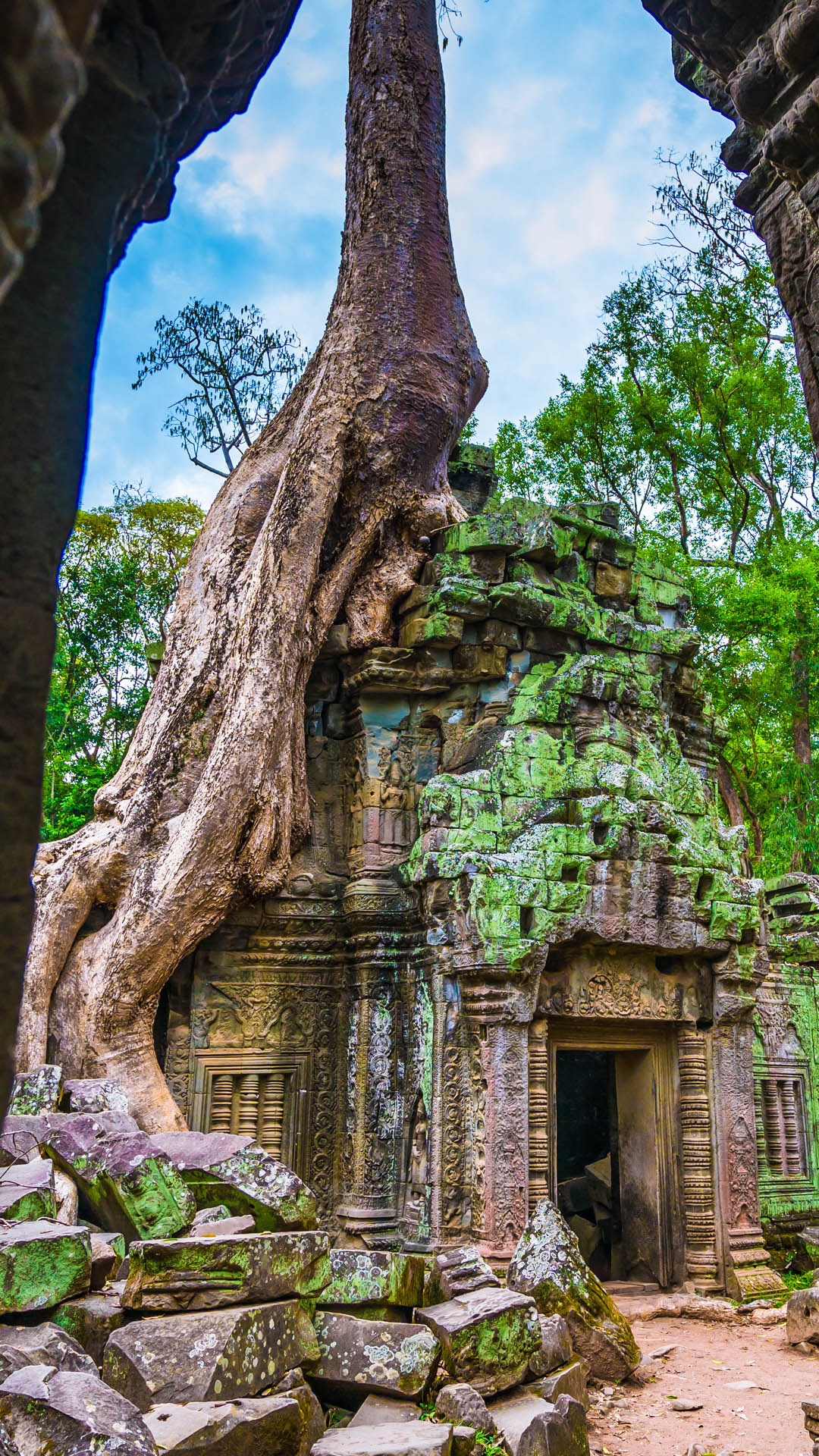 Ta Prohm, Temple, Angkor Wat, Cambodia, 1080x1920 Full HD Phone