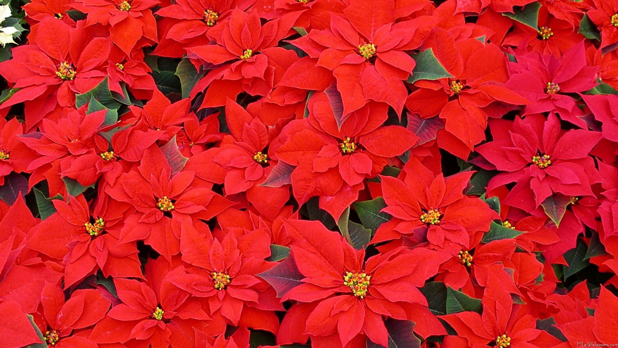 Poinsettia: Tiny yellow flowers in the center are called cyathia. 2140x1200 HD Background.