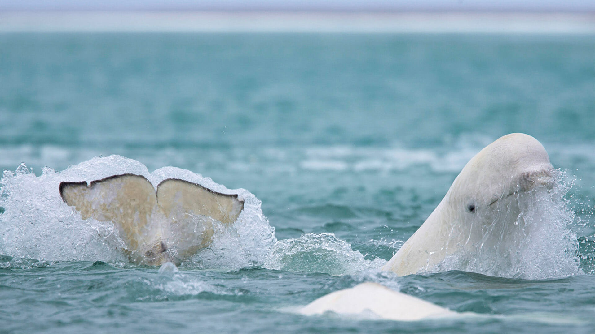 Beluga Whale, Canadian Arctic belugas, Spectacular Arctic itinerary, Exploring the land of ice, 1920x1080 Full HD Desktop