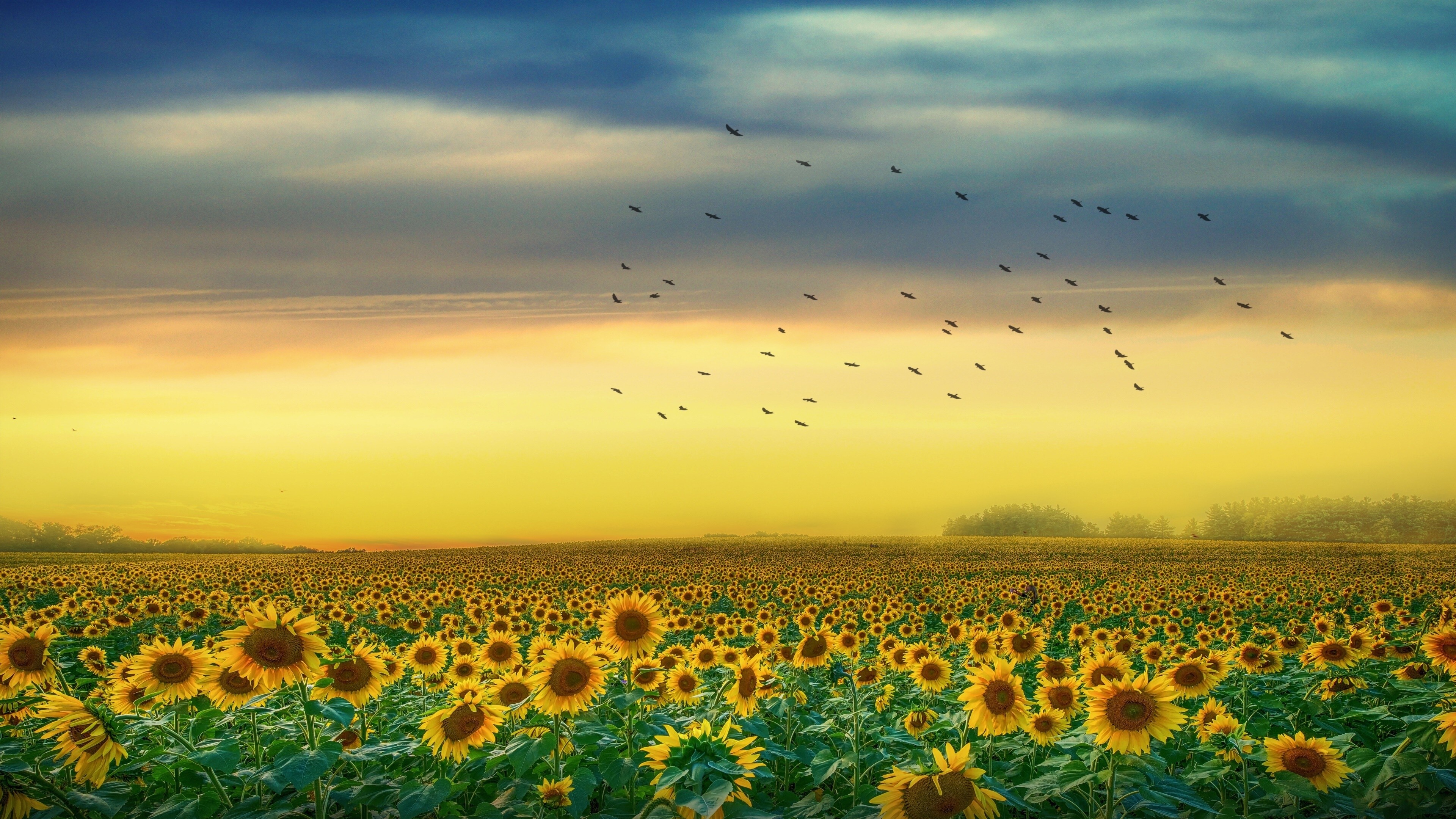 Sunflower: Apart from cooking oil production, it is also used as livestock forage, as bird food, in some industrial applications, and as an ornamental in domestic gardens. 3840x2160 4K Wallpaper.