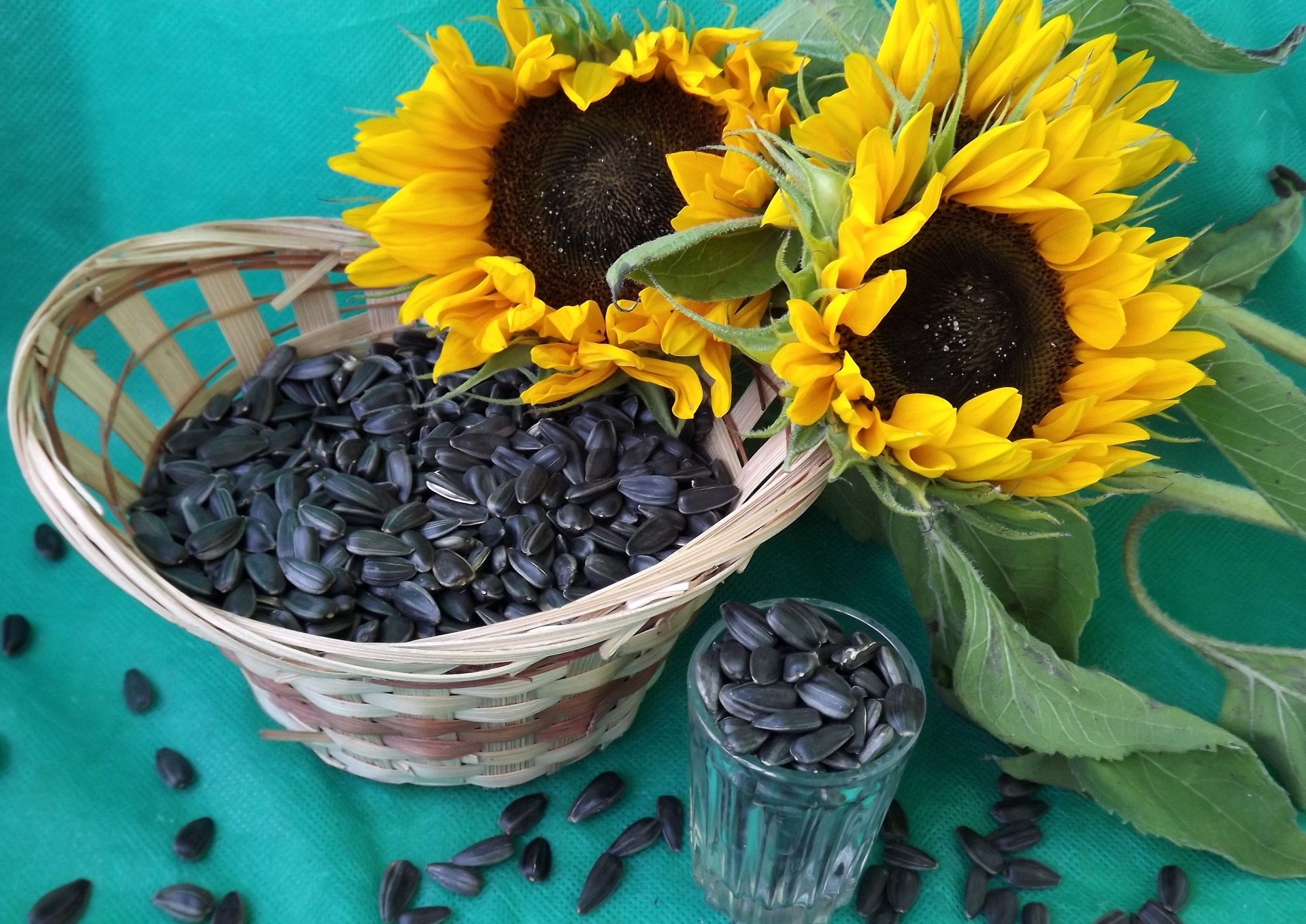 Sunflower Seeds, Nutritious snack, Health benefits, Plant-based protein, 1920x1360 HD Desktop