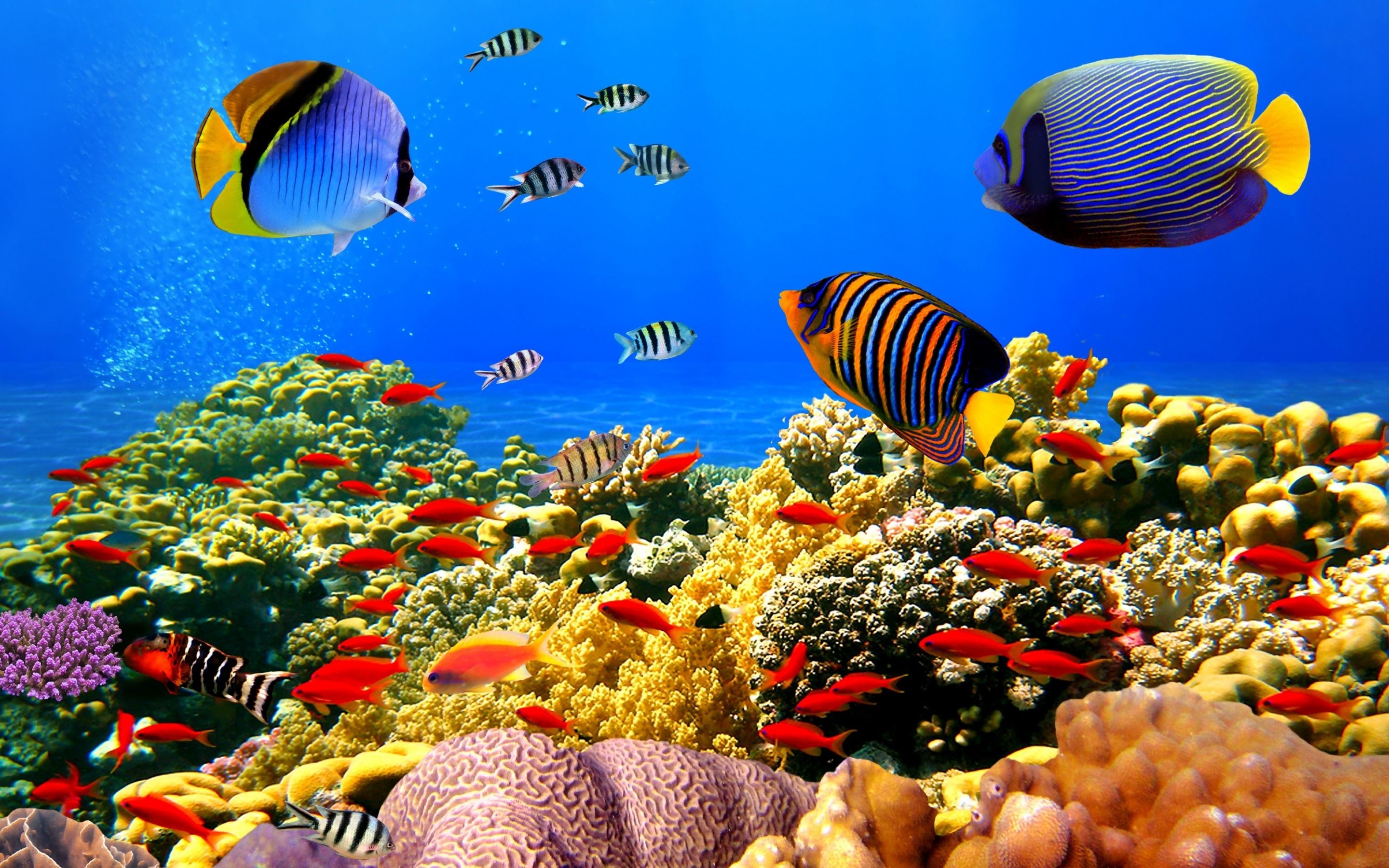 Fish desktop background, Stunning captures, Beautiful aquatic creatures, Vibrant underwater scenes, 2880x1800 HD Desktop
