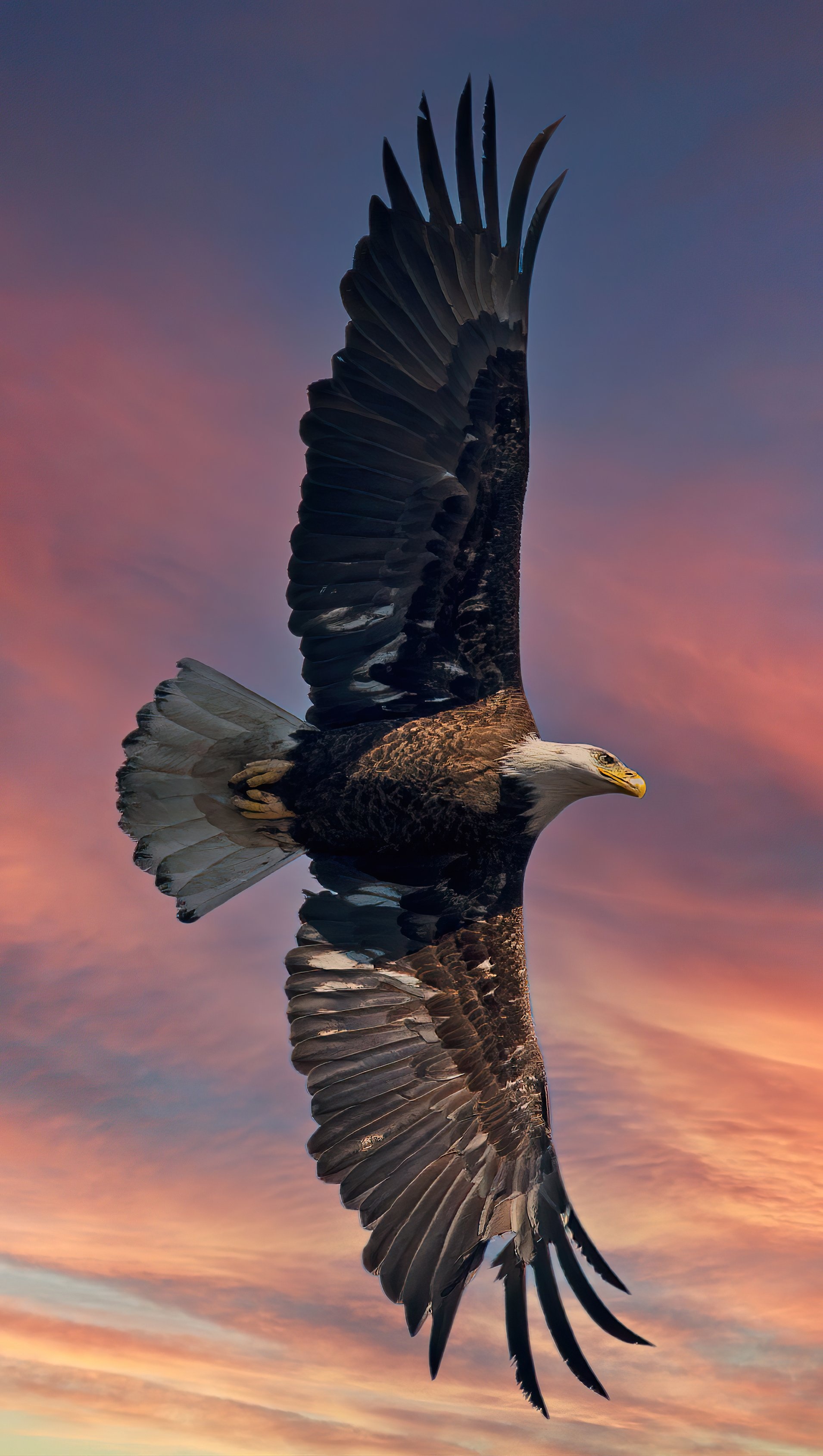 Bald Eagle, Open wings wallpaper, 5K ultra HD, Captivating view, 1910x3380 HD Phone