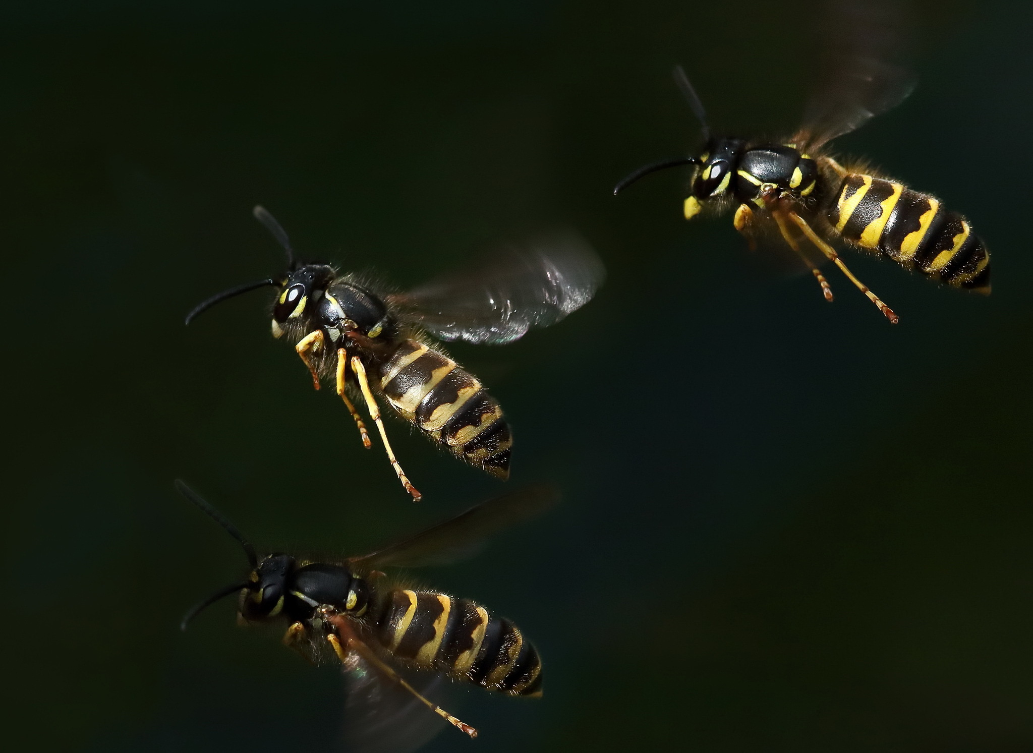 Wasp wallpapers, Insect beauty, Nature's tiny warriors, 4K resolution, 2050x1500 HD Desktop