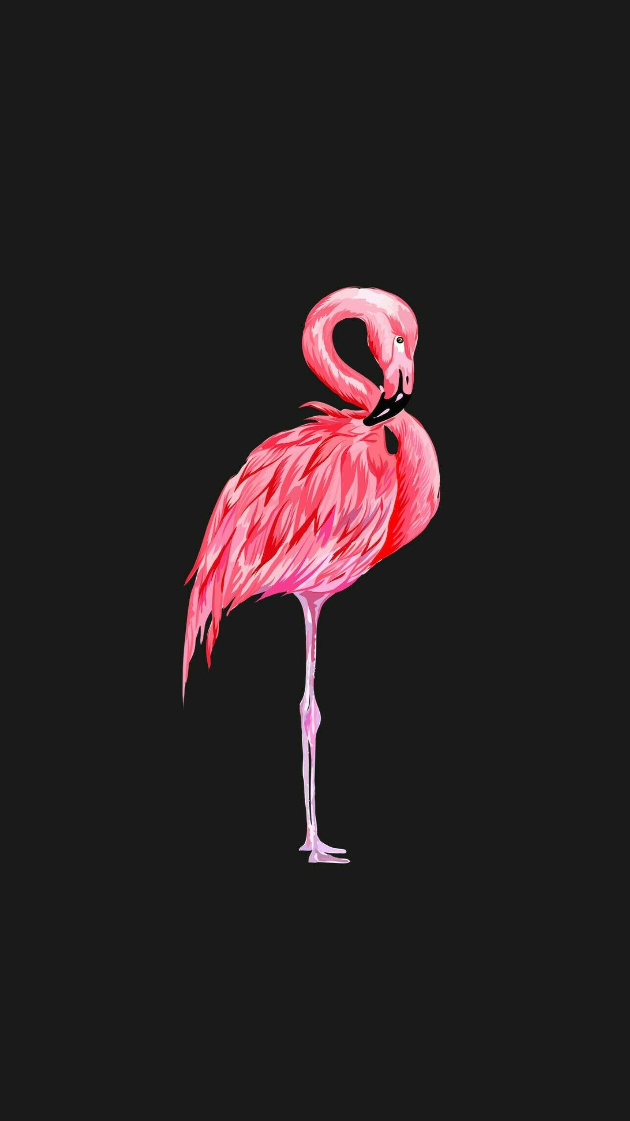 Flamingo: A pink bird, Found worldwide from the Caribbean and South America to Africa in wet habitats from freshwater to saltwater. 1290x2290 HD Wallpaper.