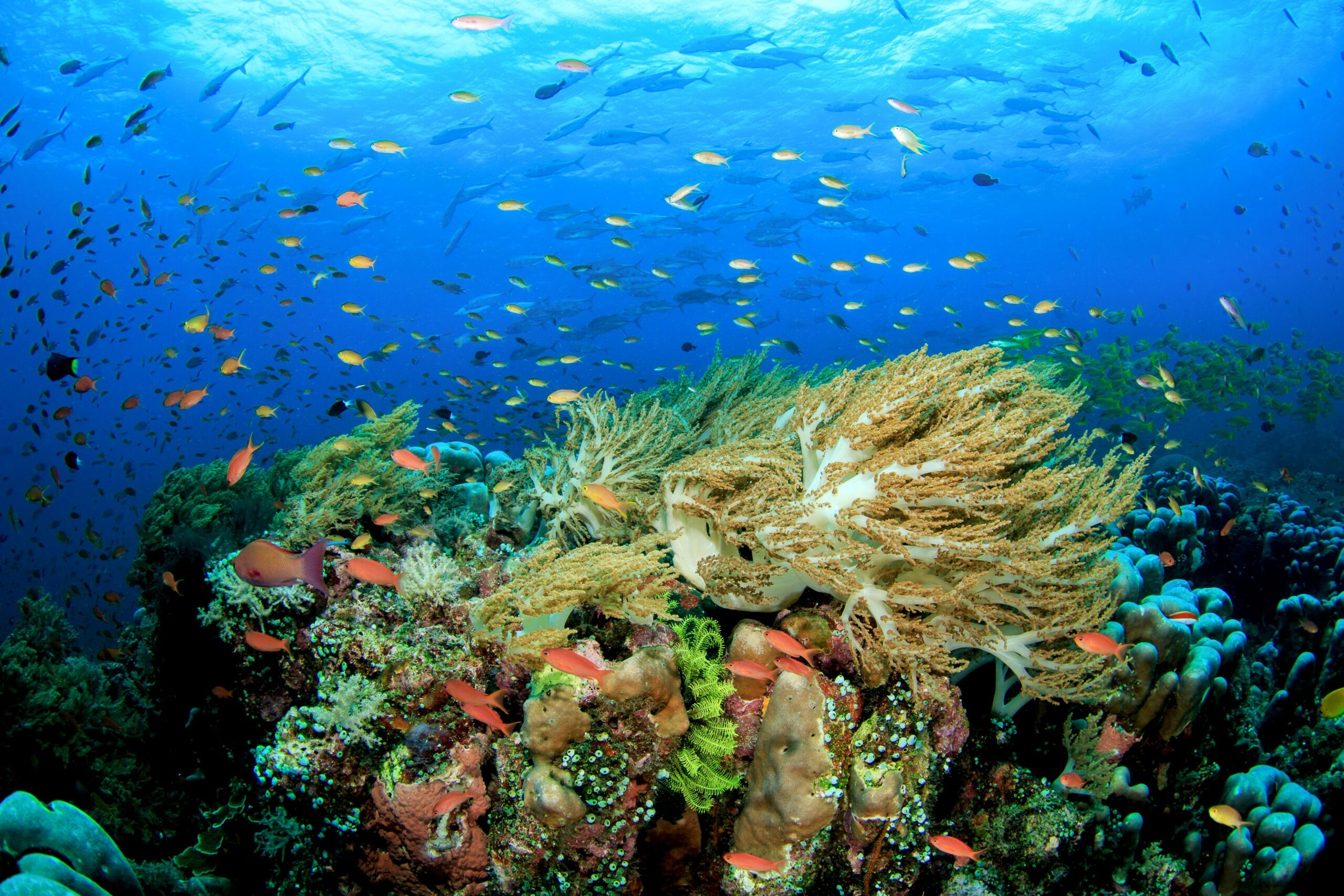Caribbean Coral Reef Islands, Centuries of warming, Changing marine ecosystems, Climate impact, 2560x1710 HD Desktop