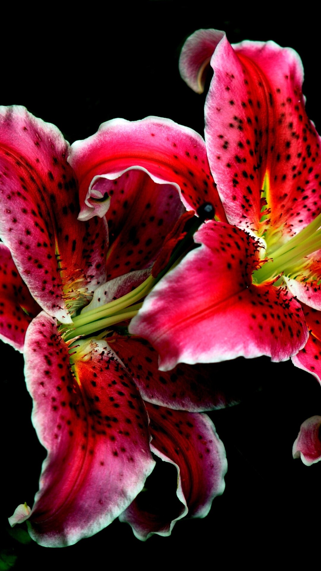 Lily: The large, showy flowers are characteristic and fragrant. 1080x1920 Full HD Wallpaper.