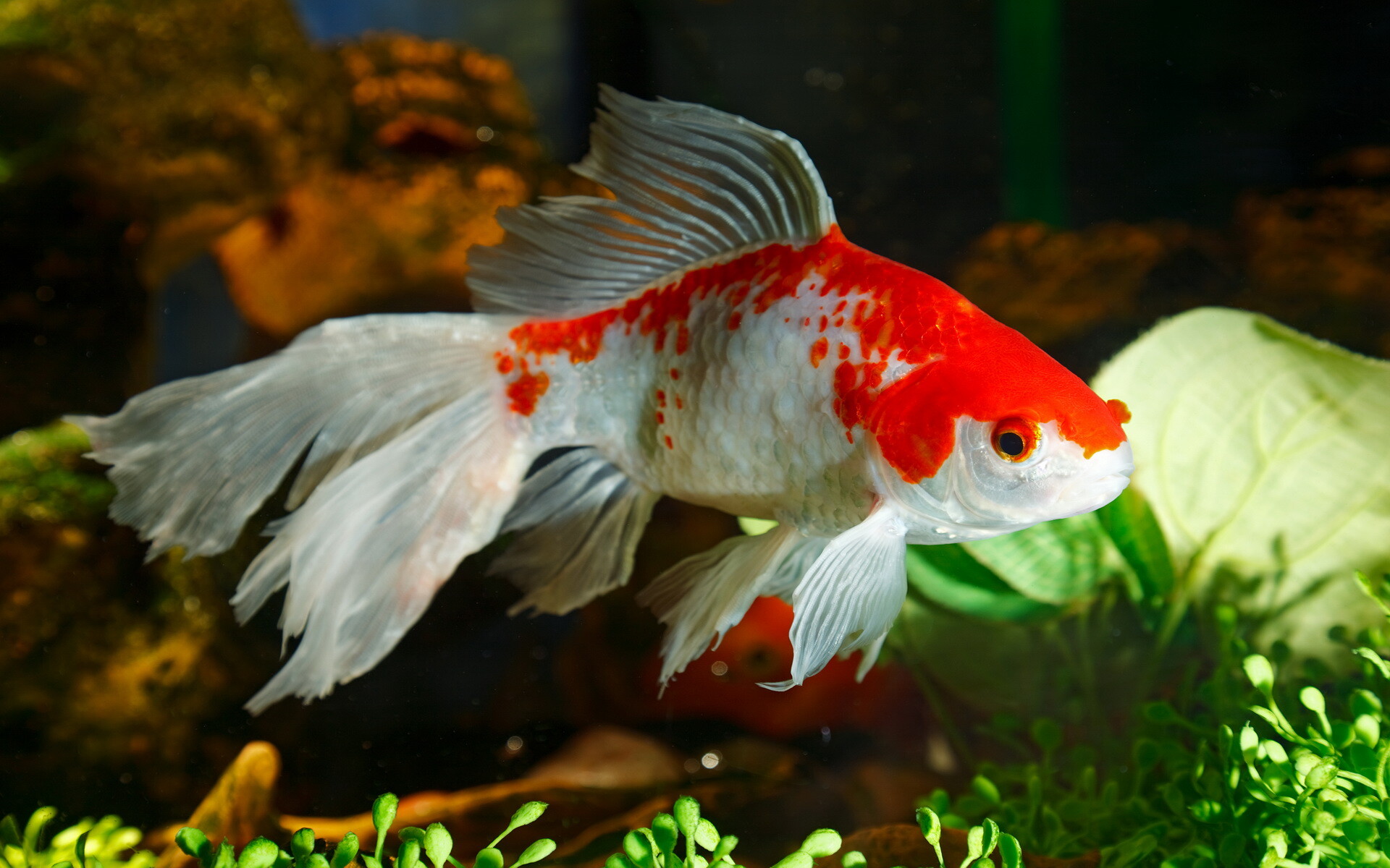 Gold Fish: Red and white comet, Great aquarium pets, A species of domestic fish, A member of the Cyprinidae family. 1920x1200 HD Wallpaper.