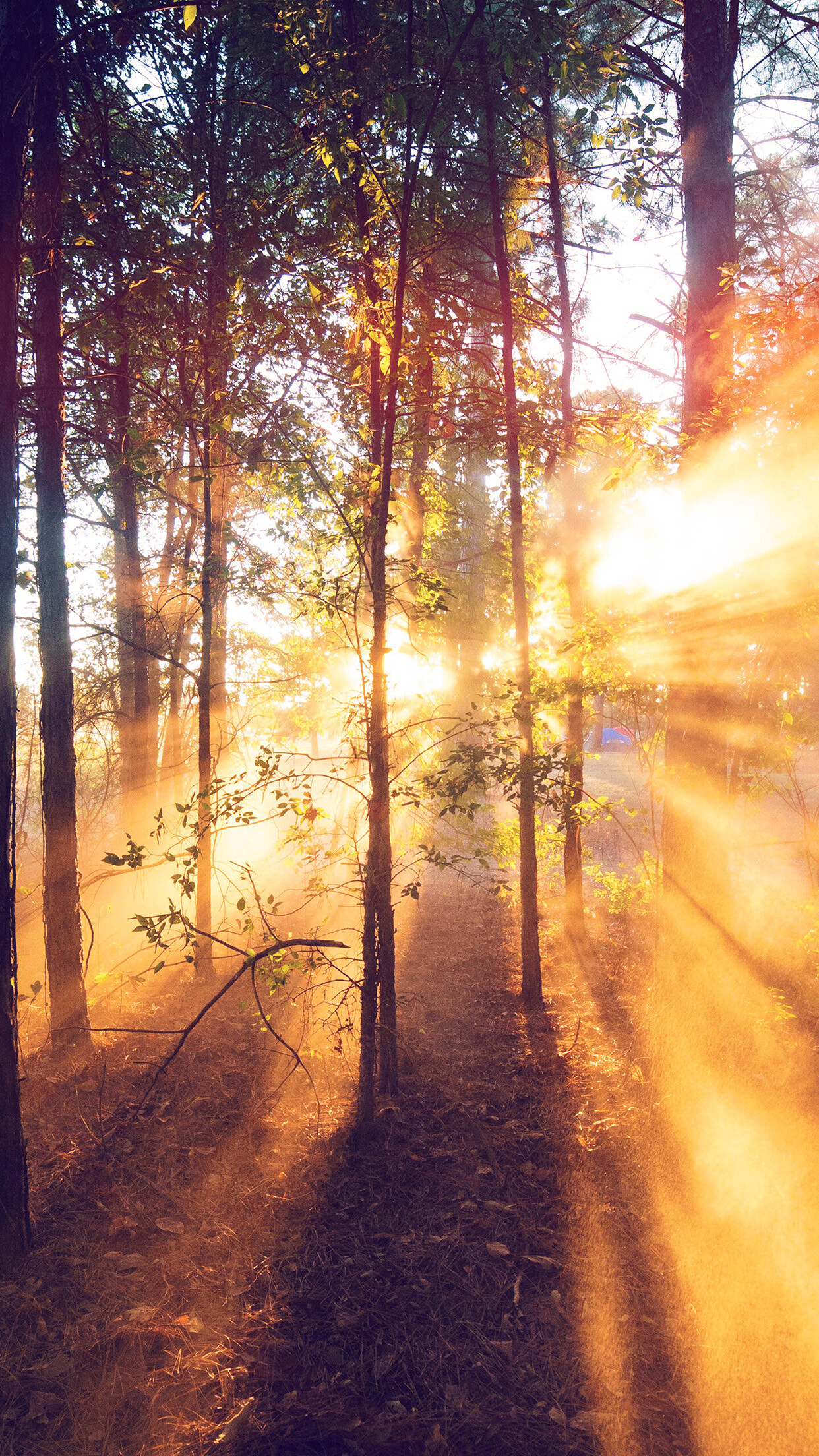 Sun, Forest escape, Wooden path, Nature's golden light, 1250x2210 HD Phone