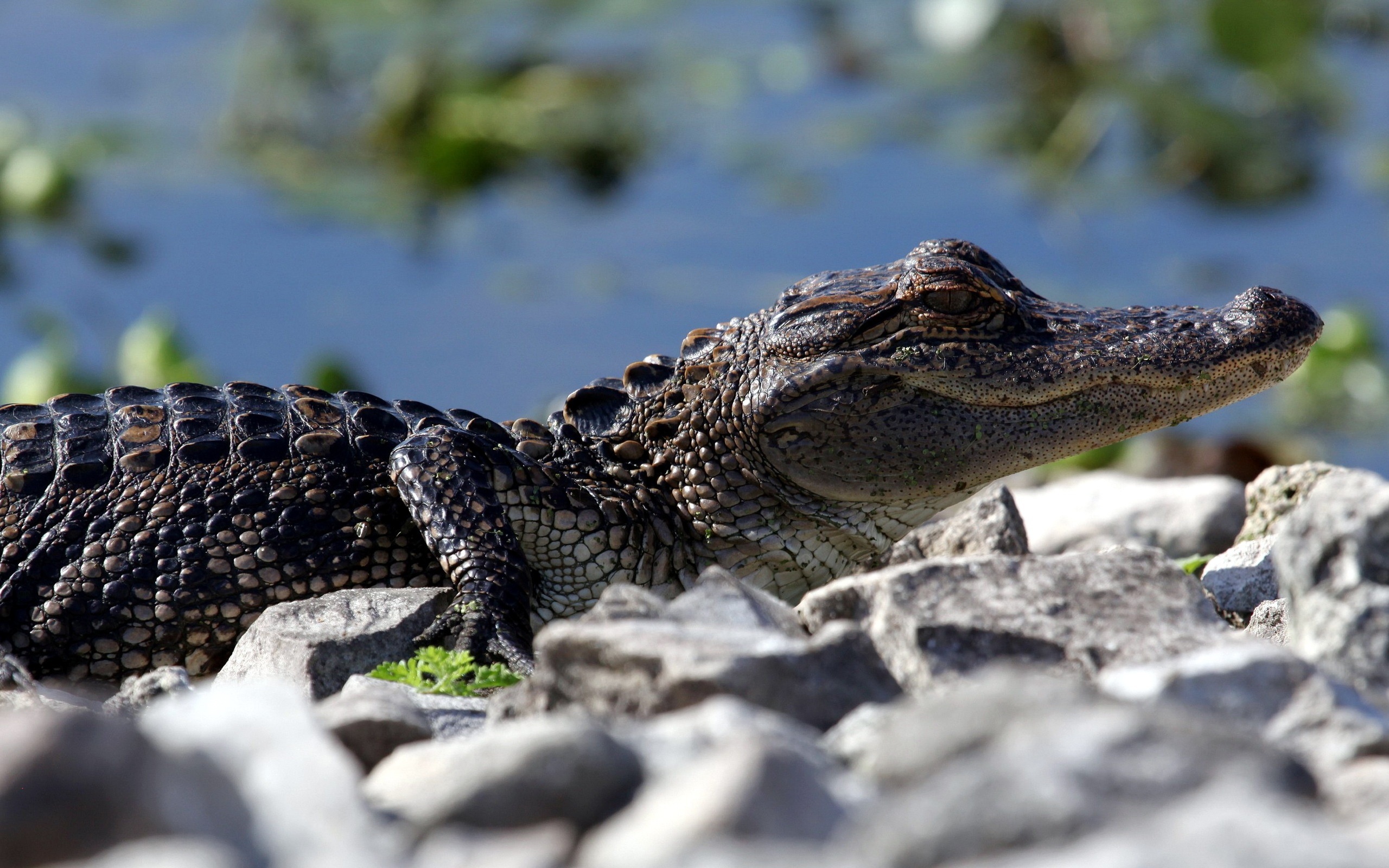 Crocodile: American alligators, Apex predators, Consume fish, amphibians, reptiles, birds. 2560x1600 HD Wallpaper.