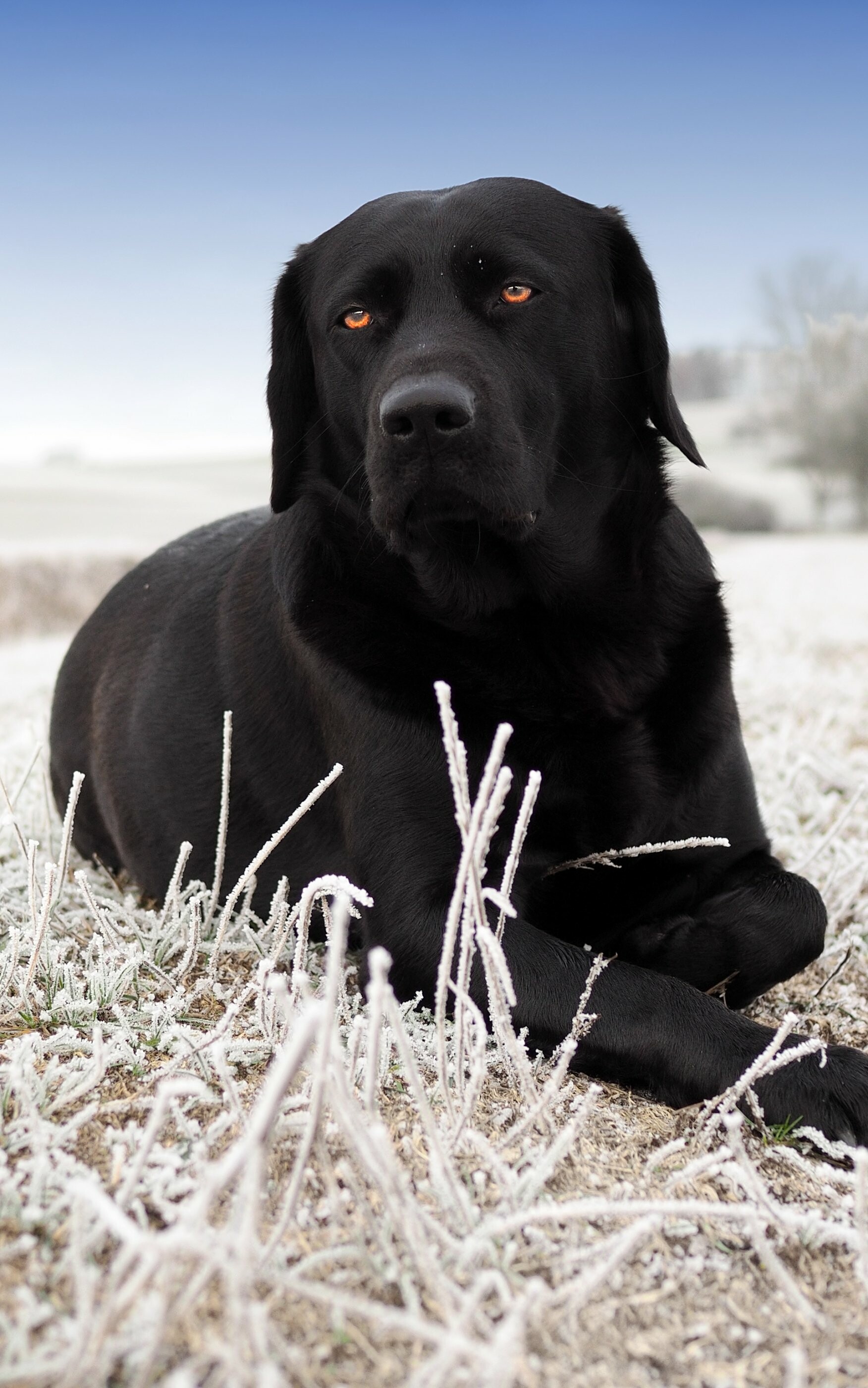 Labrador Retriever: Animal, The first American Kennel Club (AKC) registration was in 1917. 1760x2800 HD Background.