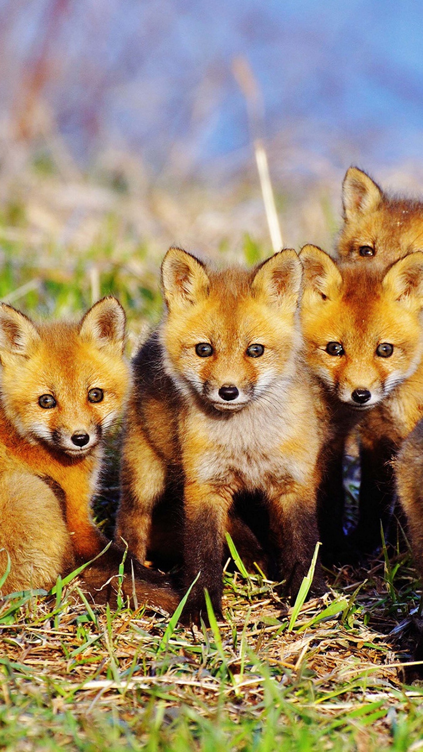 Fox: Wild member of the dog family, Cubs. 1350x2400 HD Wallpaper.