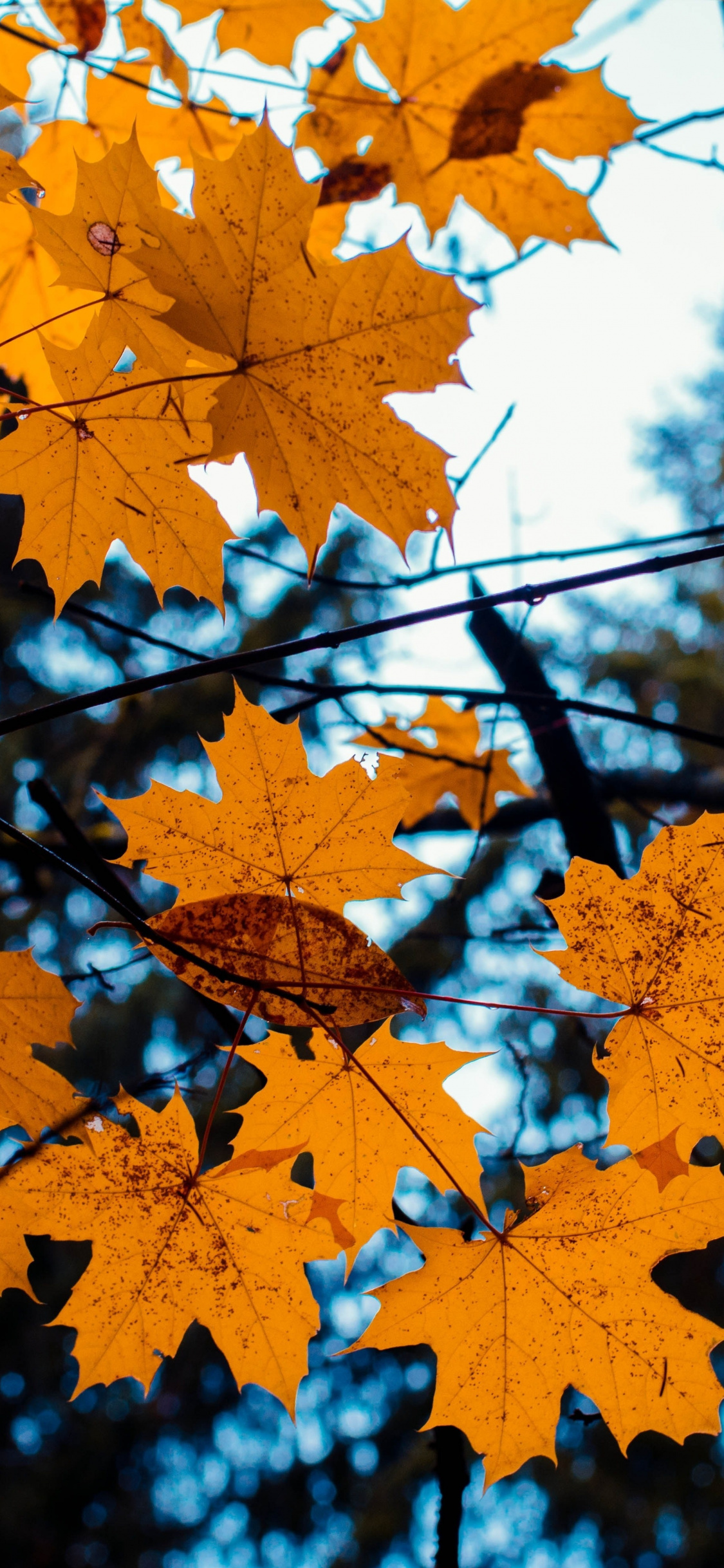 Yellow leaves, Vibrant colors, Autumn foliage, Nature's palette, 1130x2440 HD Phone