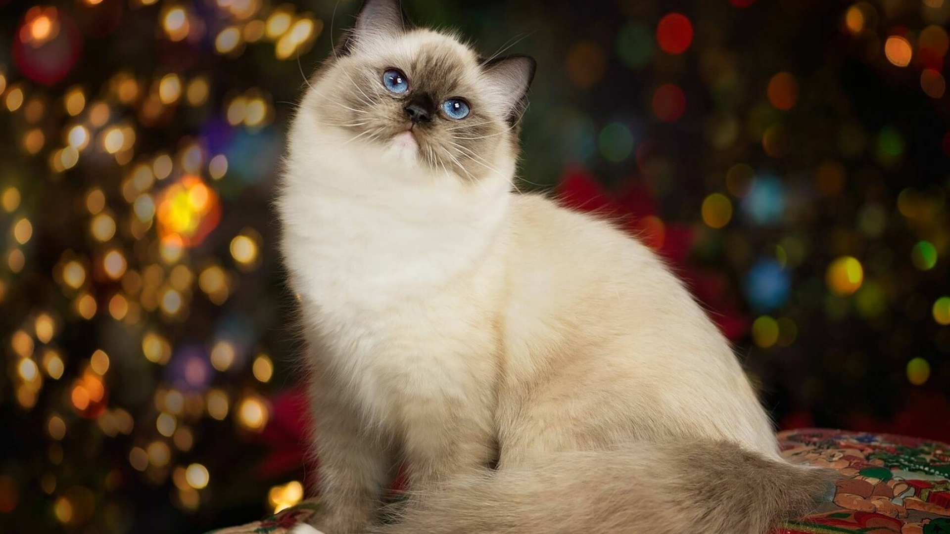 Ragdoll: This breed is one of the largest domesticated cat breeds. 1920x1080 Full HD Wallpaper.