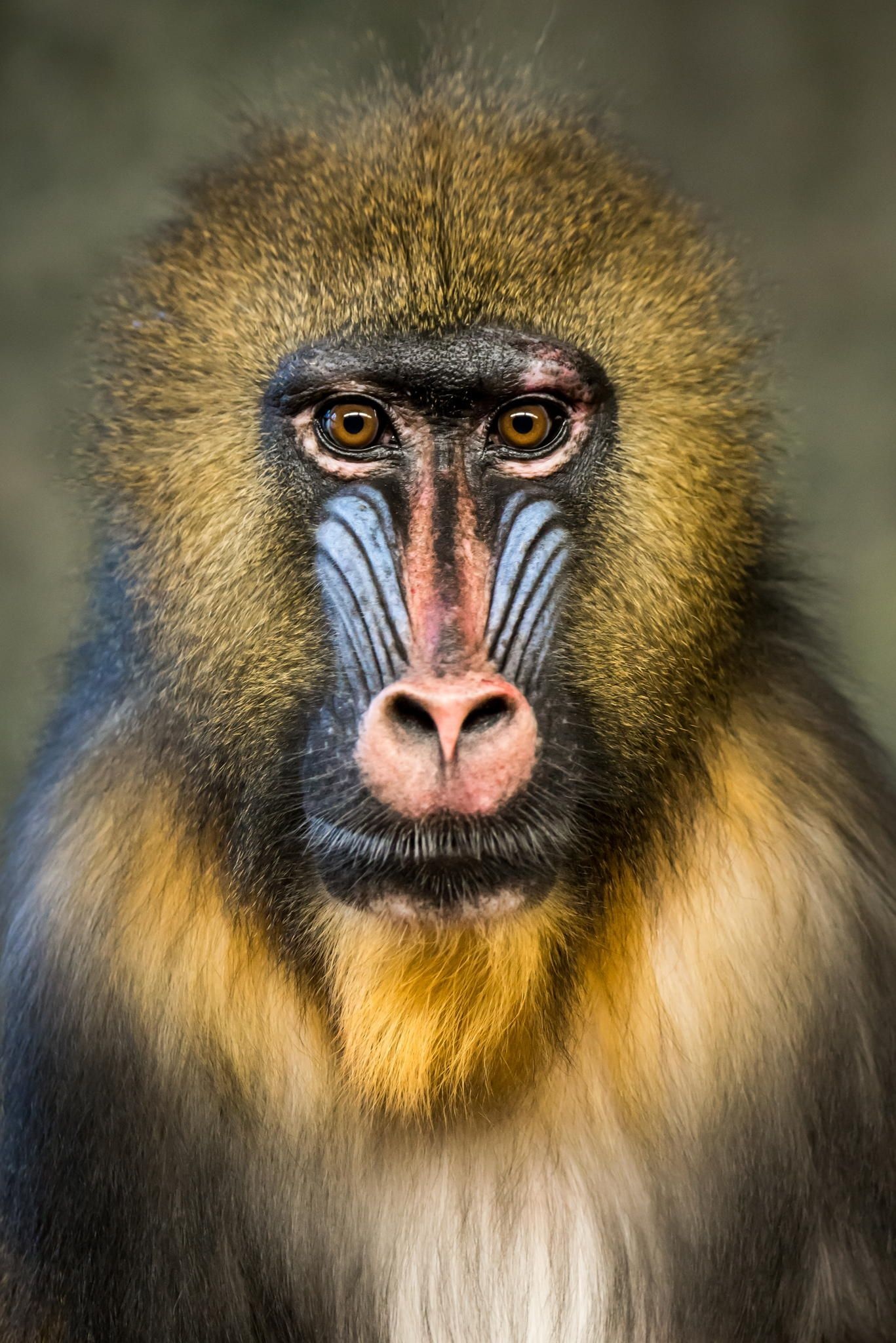 Mandrill baboon, Animal faces, Artistic capture, Exquisite detail, 1370x2050 HD Phone
