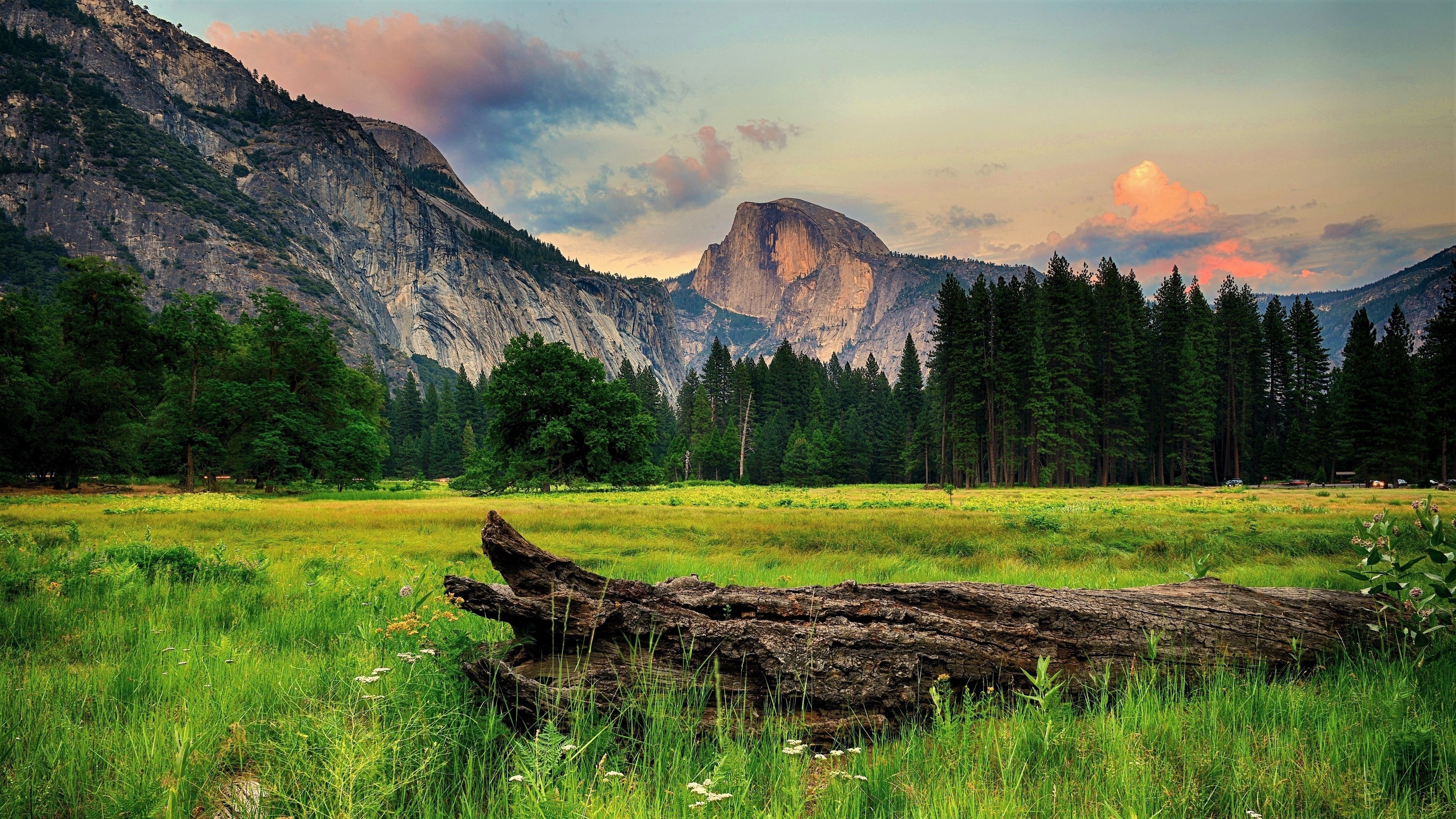 Landscape: Yosemite National Park in California, Sierra National Forest, Giant Sequoias. 3840x2160 4K Wallpaper.