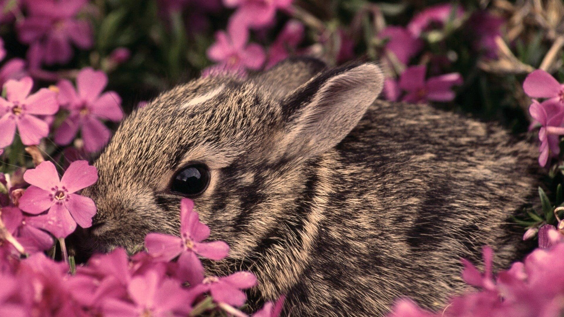 Rabbit: Mammals of the order Lagomorpha, Bunny. 1920x1080 Full HD Background.