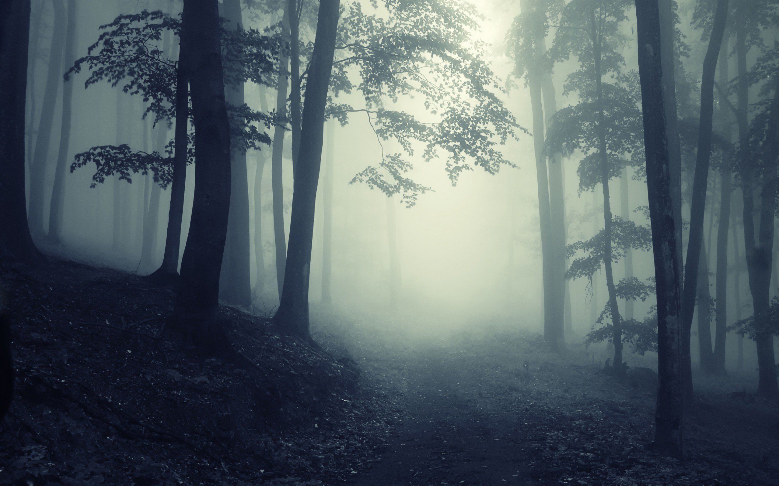 Haunted Forest, Foggy Woods, Dark Atmosphere, Spooky, 2560x1600 HD Desktop