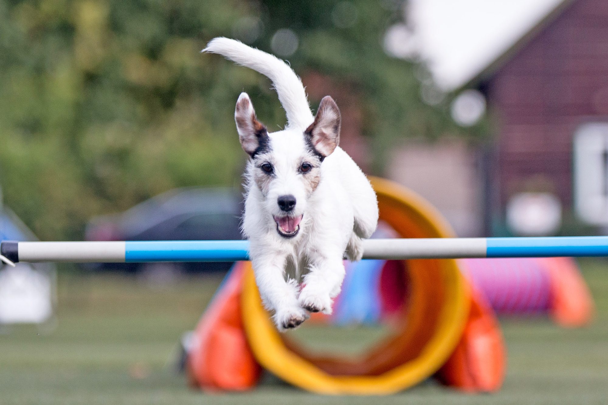 Dog Sports: Ideas, Agility World Championships, High Impact Sport, Agility 1st Accredited Instructor. 2000x1340 HD Background.
