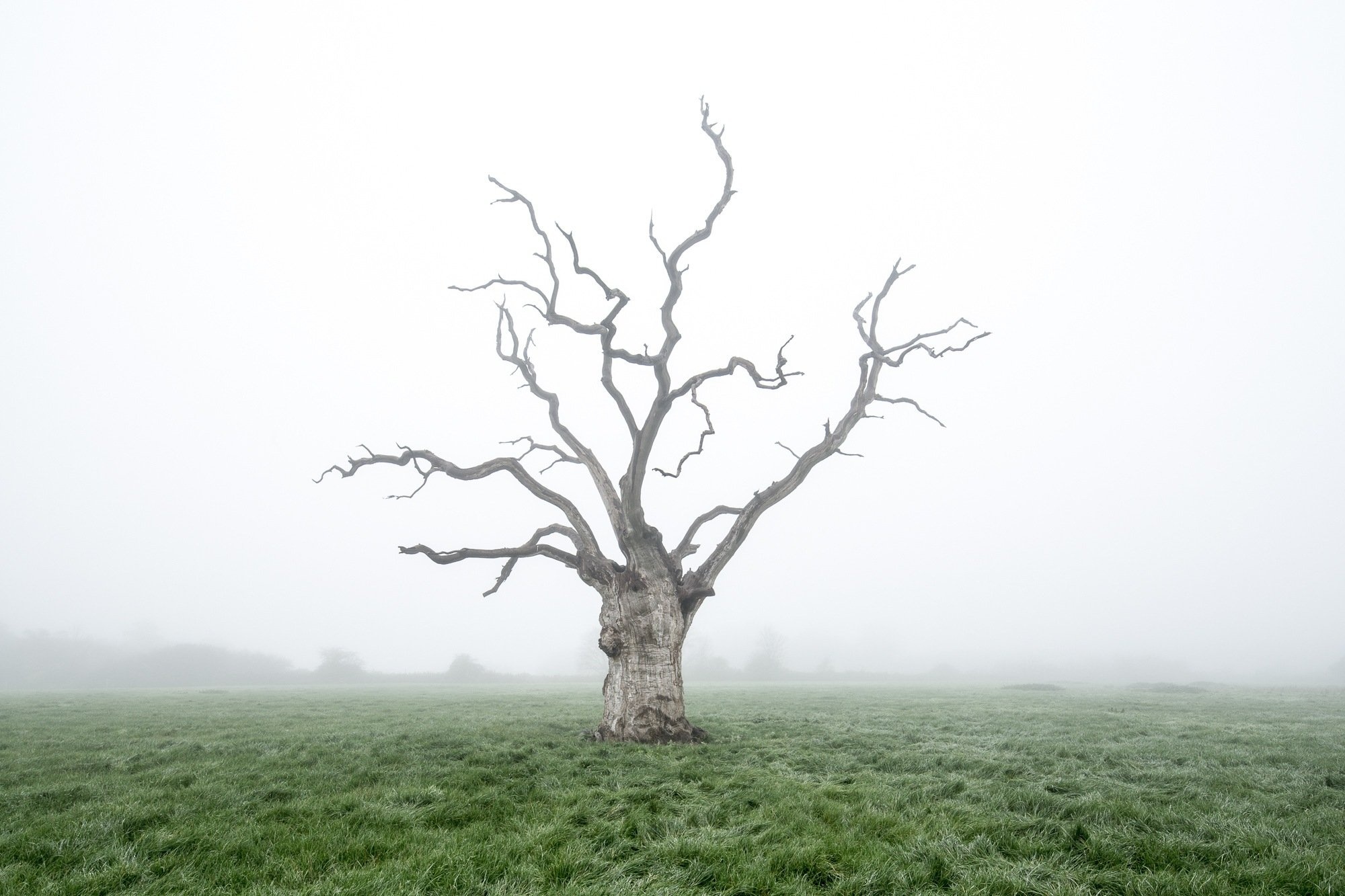 Mysterious oak tree images, Poignant photography, Eerie beauty, Nature's enigma, 2000x1340 HD Desktop