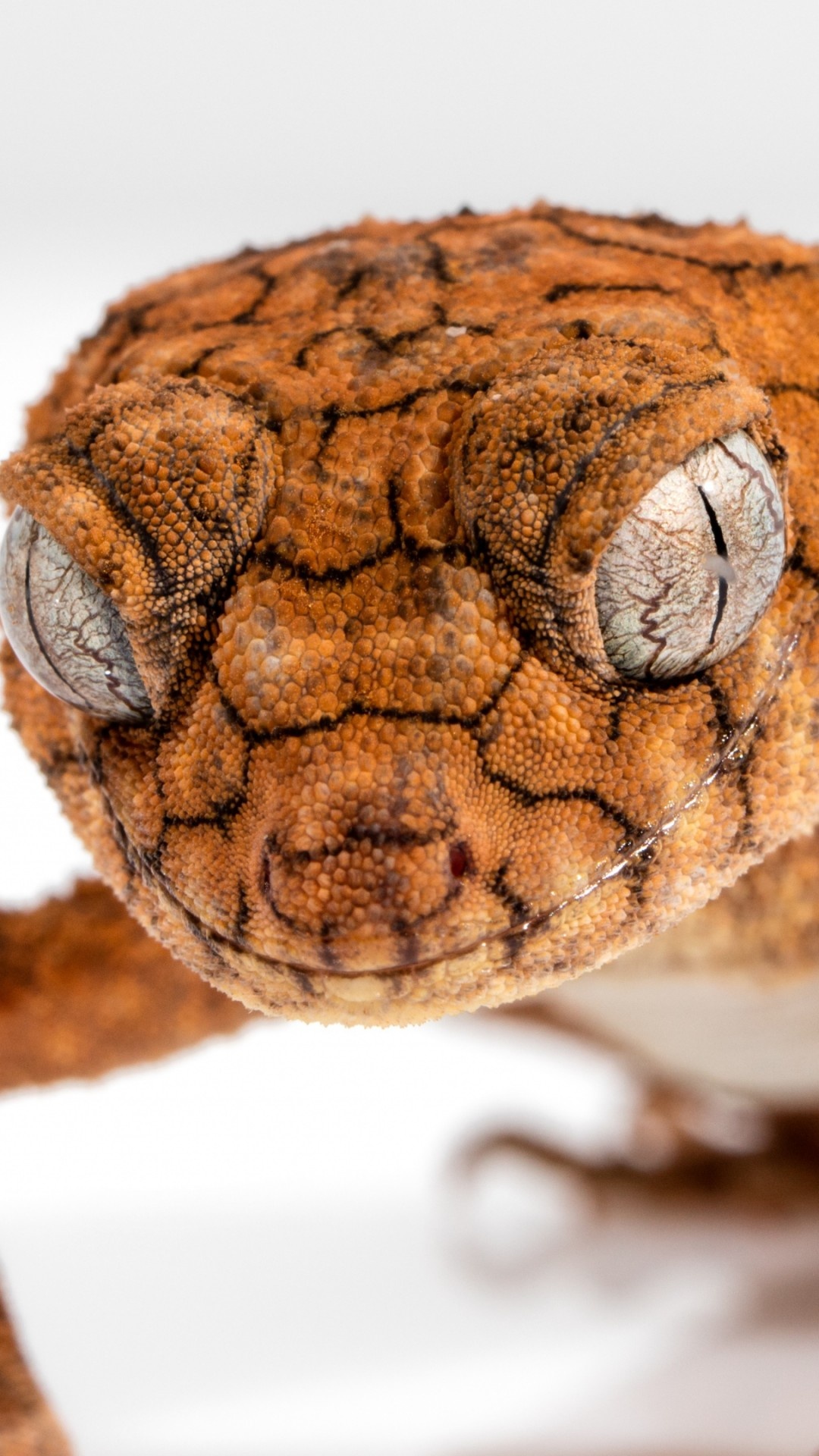 Gecko: Correlophus ciliatus, Described by French zoologist Alphonse Guichenot, 1866. 1080x1920 Full HD Background.
