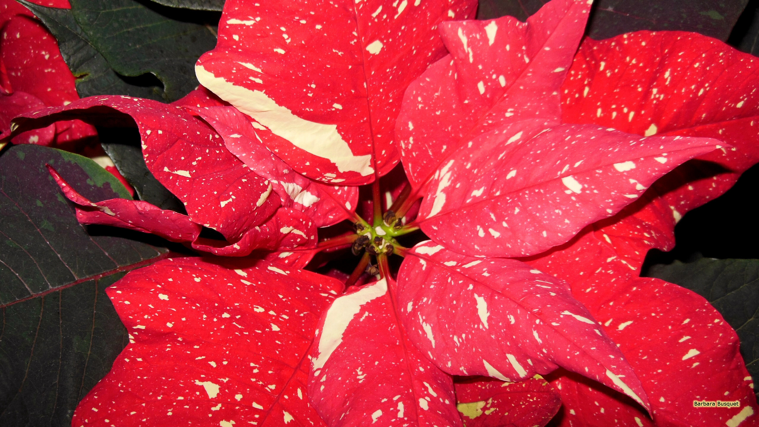 Poinsettia: The colored bracts—which are normally flaming red, with cultivars being orange, pale green, cream, pink, white, or marbled—are often mistaken for flower petals because of their groupings and colors, but are actually leaves. 2560x1440 HD Background.